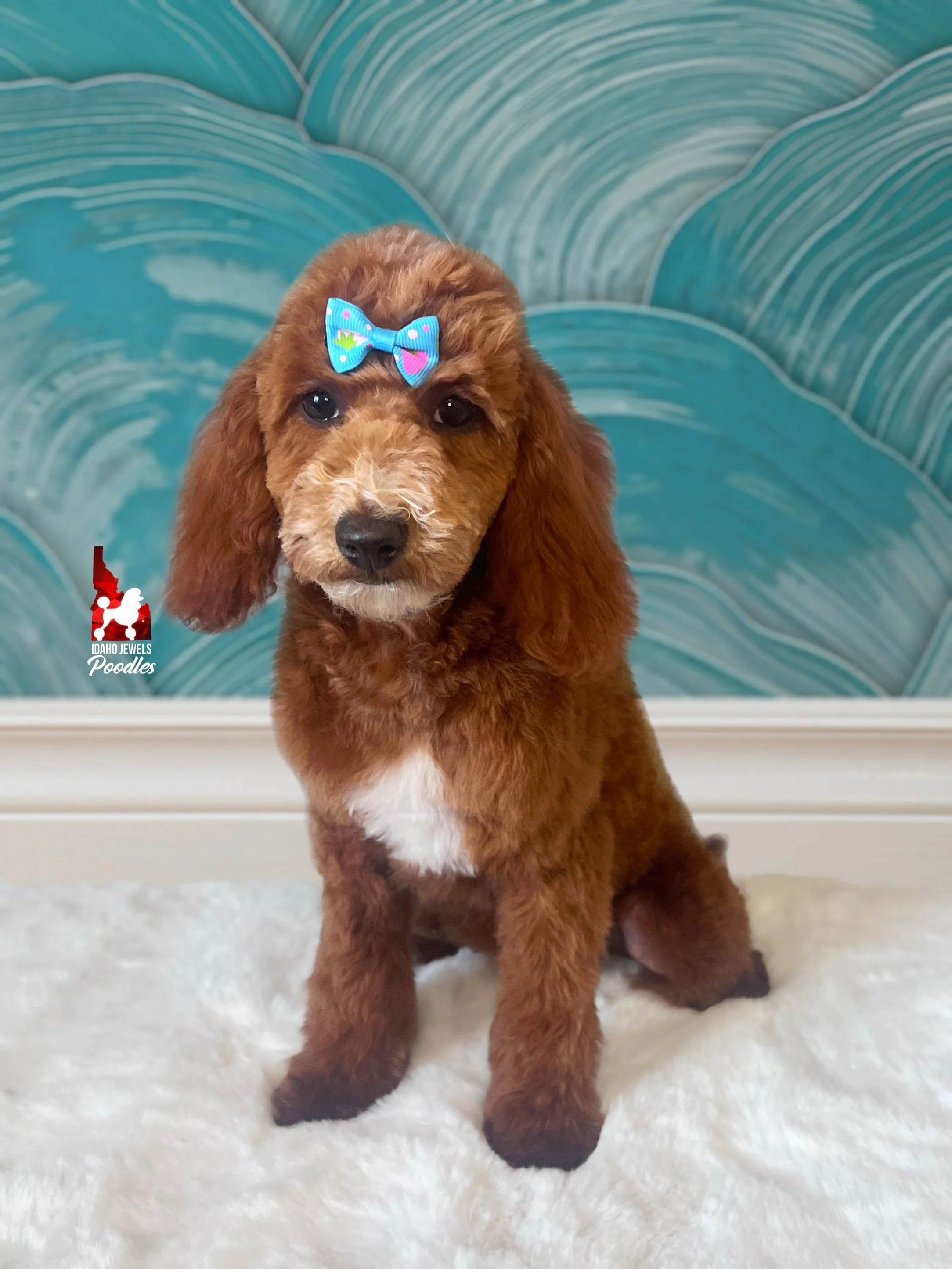 Sydney - 20 wks.jpg
