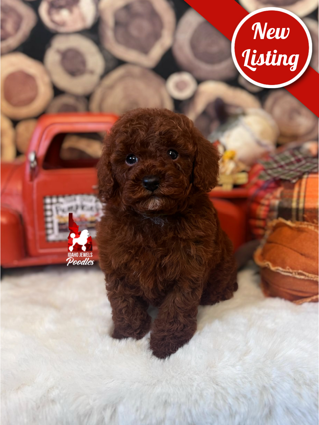 Cowboy, Dark Red Small Mini Poodle Boy~ Breeder or Pet