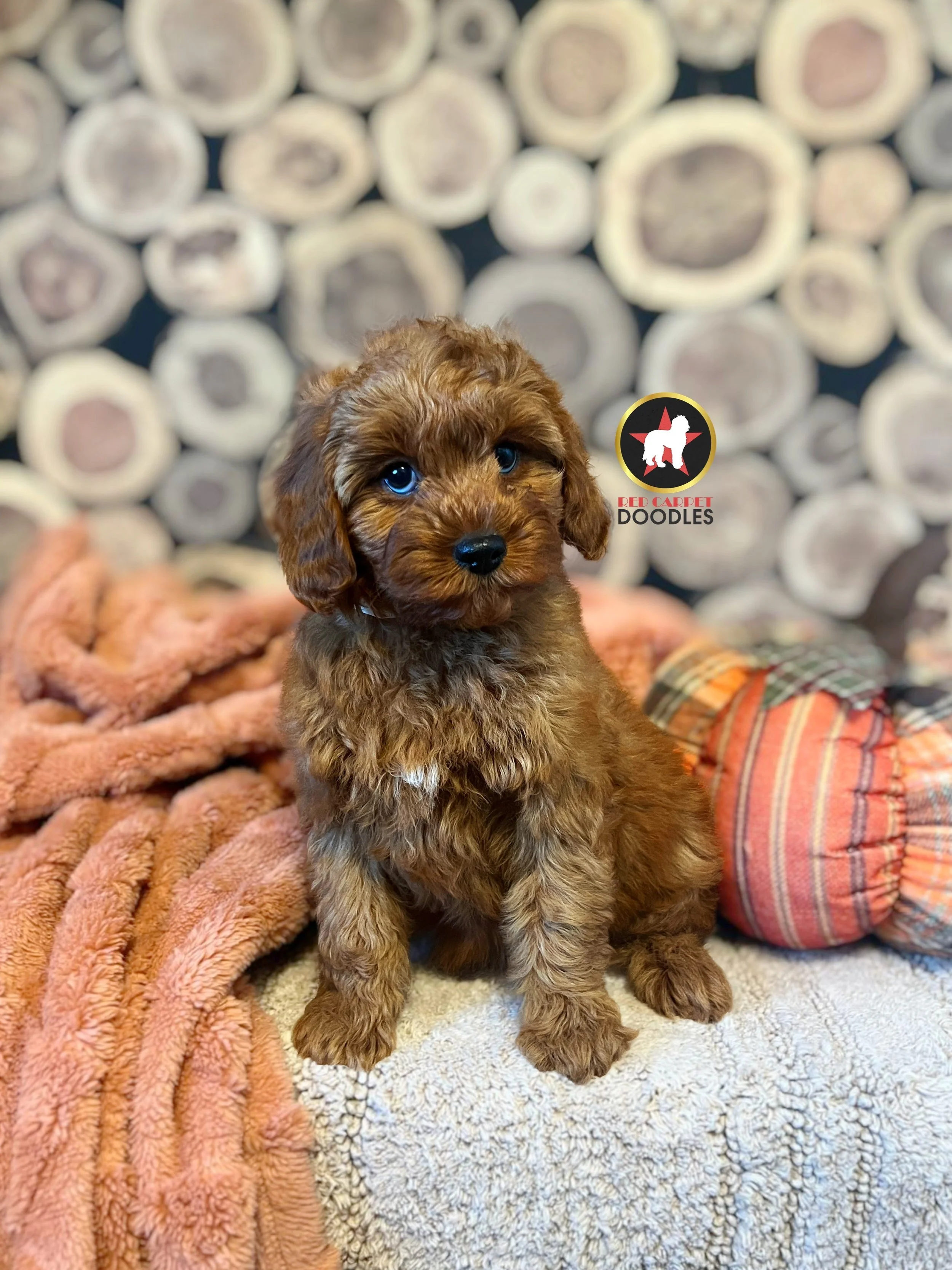 Lollipop, Red F1 Cavapoo Girl
