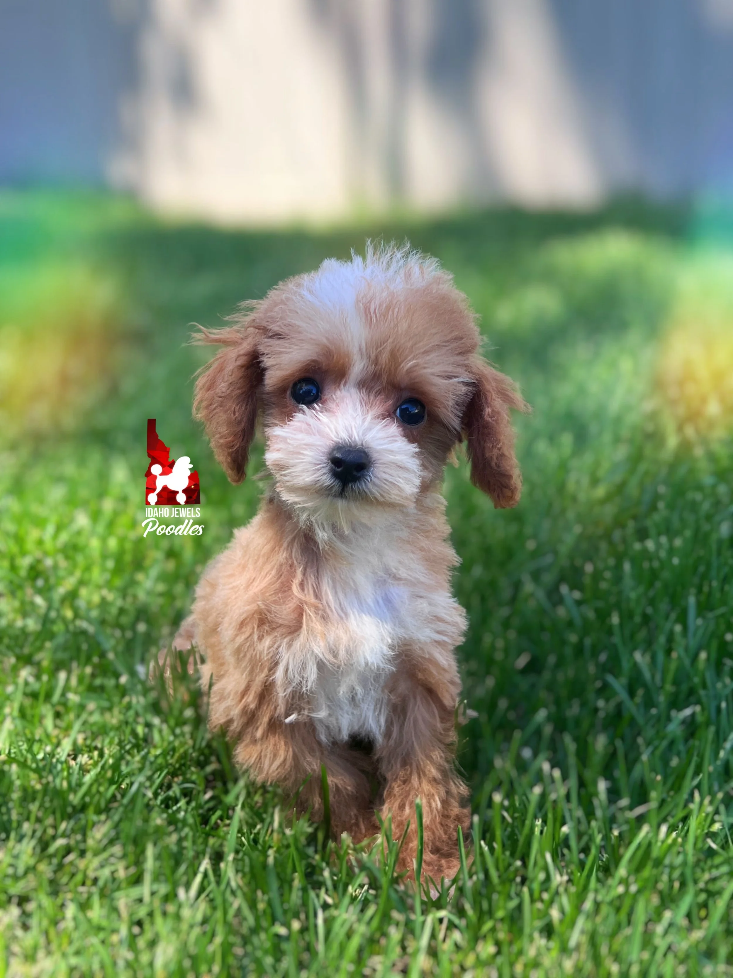 Peach - 12 wks-4.jpg