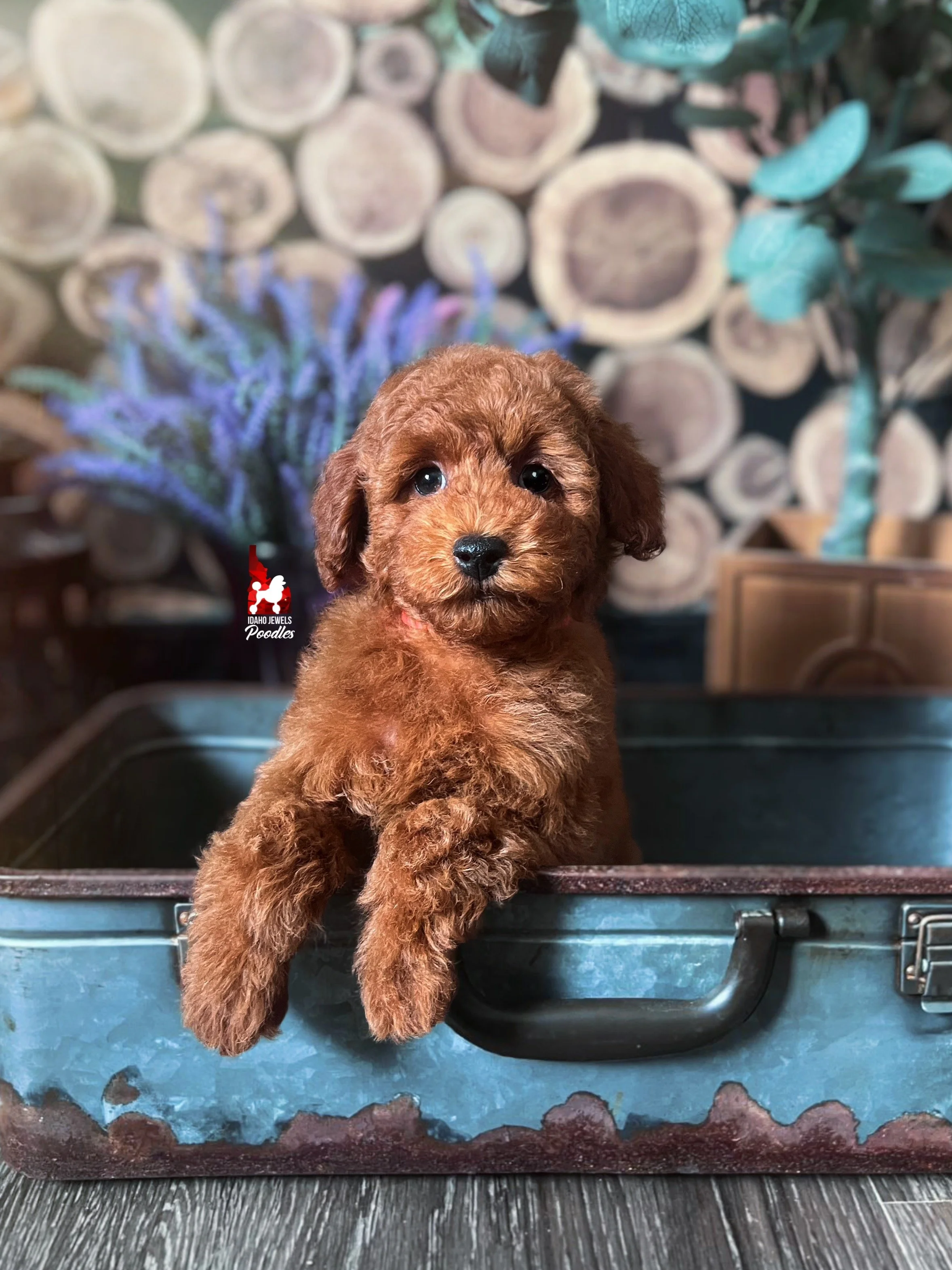 Toffee - 10 wks-2.jpg