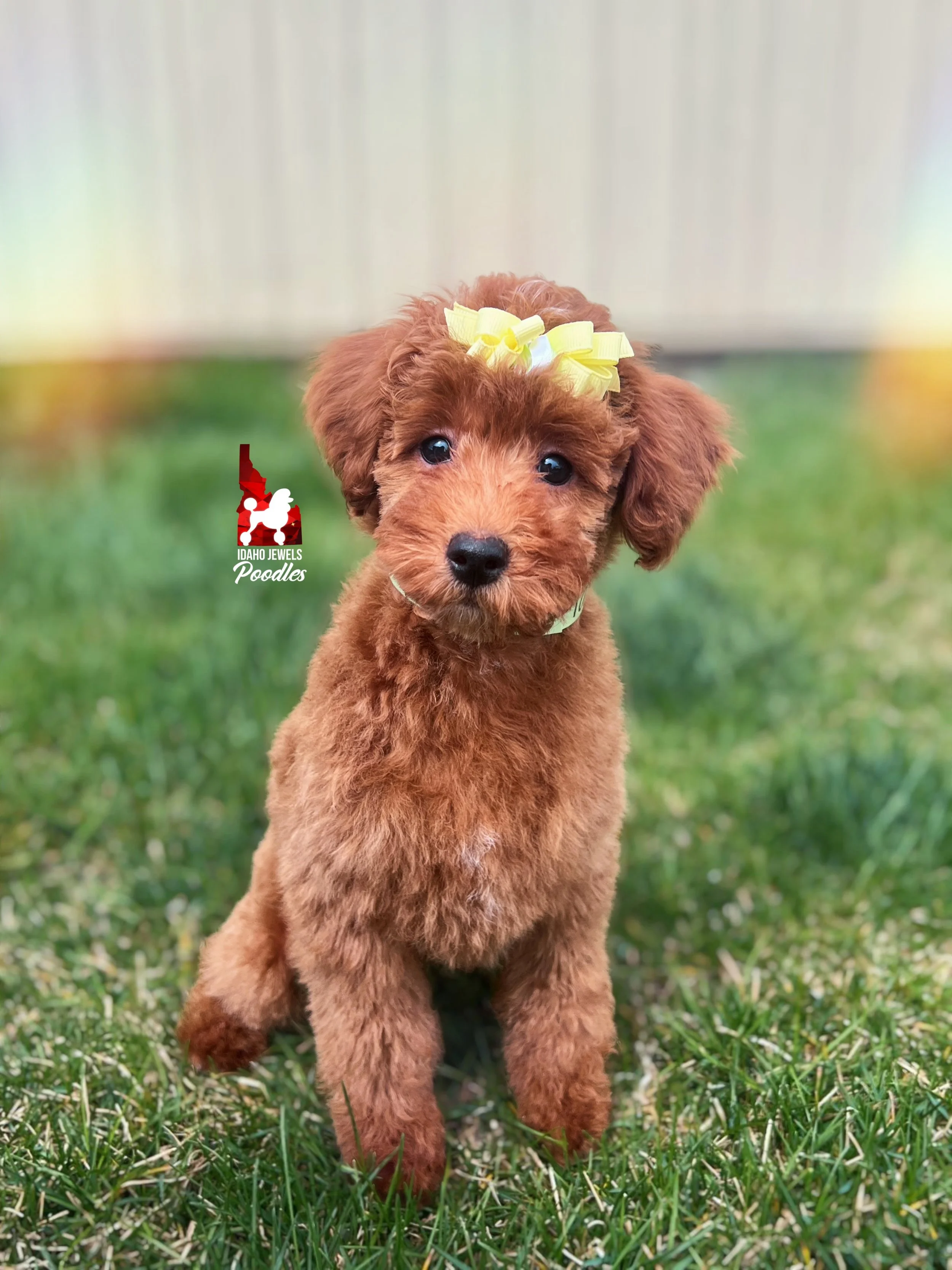 Tally - 12 wks (1).JPG