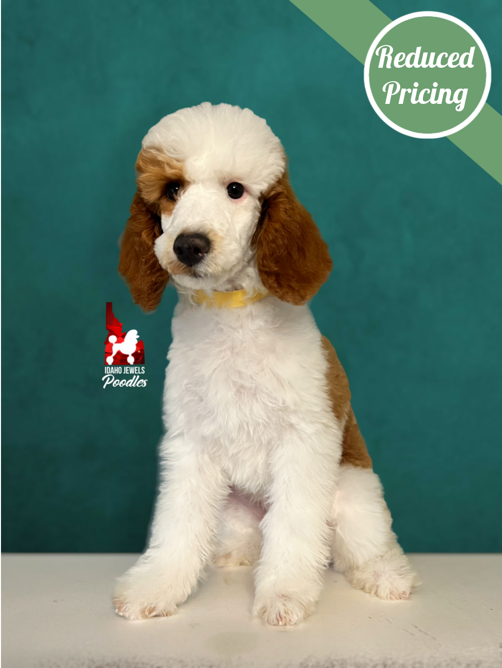 Fairytale, Red Parti Mini/Moyen Girl ~ Breeder or Pet