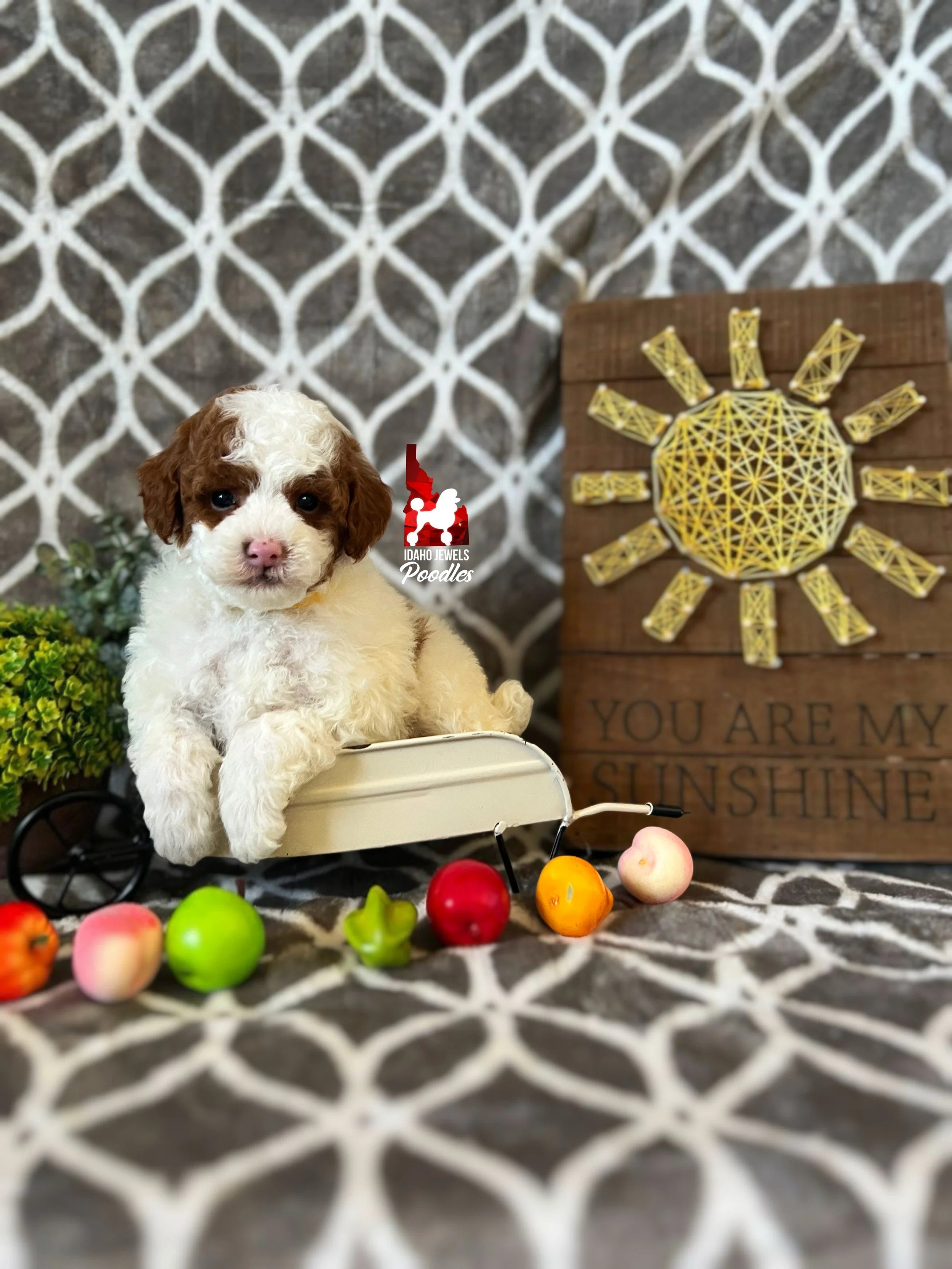 Jackson - 6 wks (2).jpeg