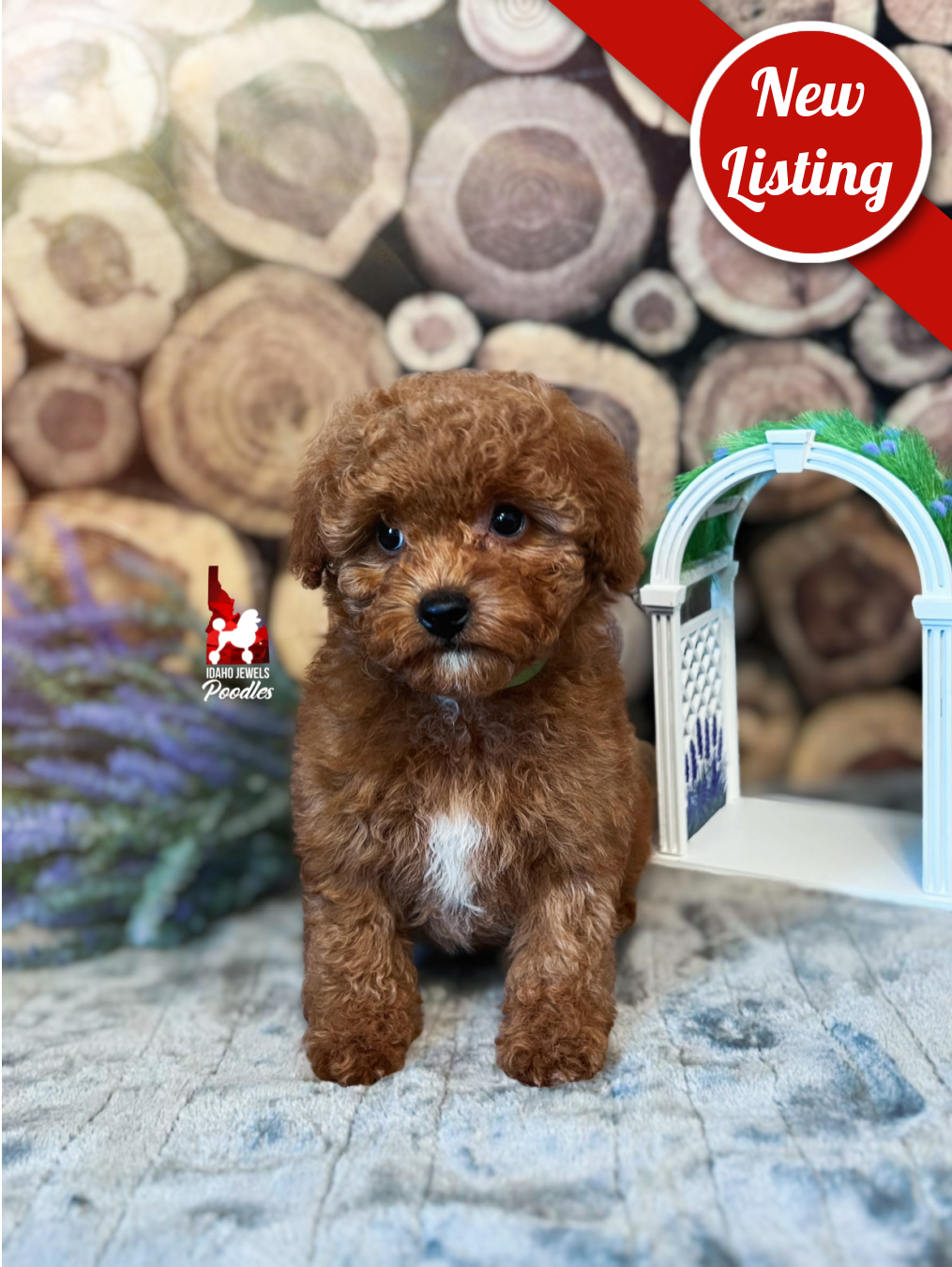 Zinnia, Red w/ White Markings Toy Poodle Girl~ Pet