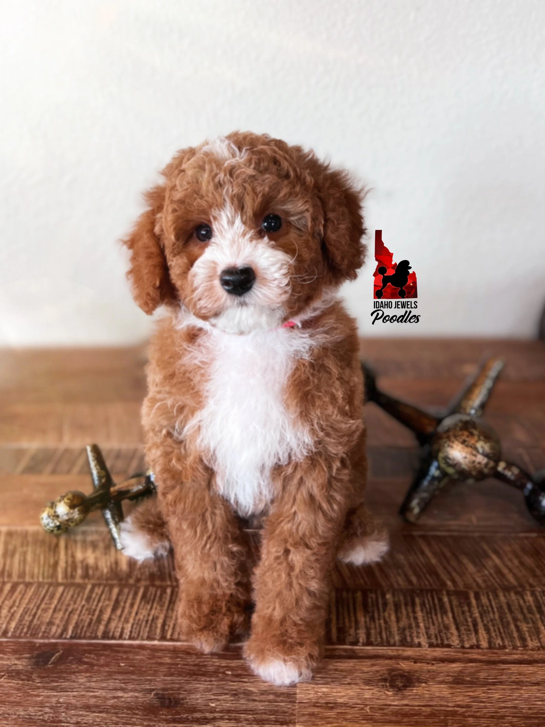 Woody - 8 wks-2.jpg