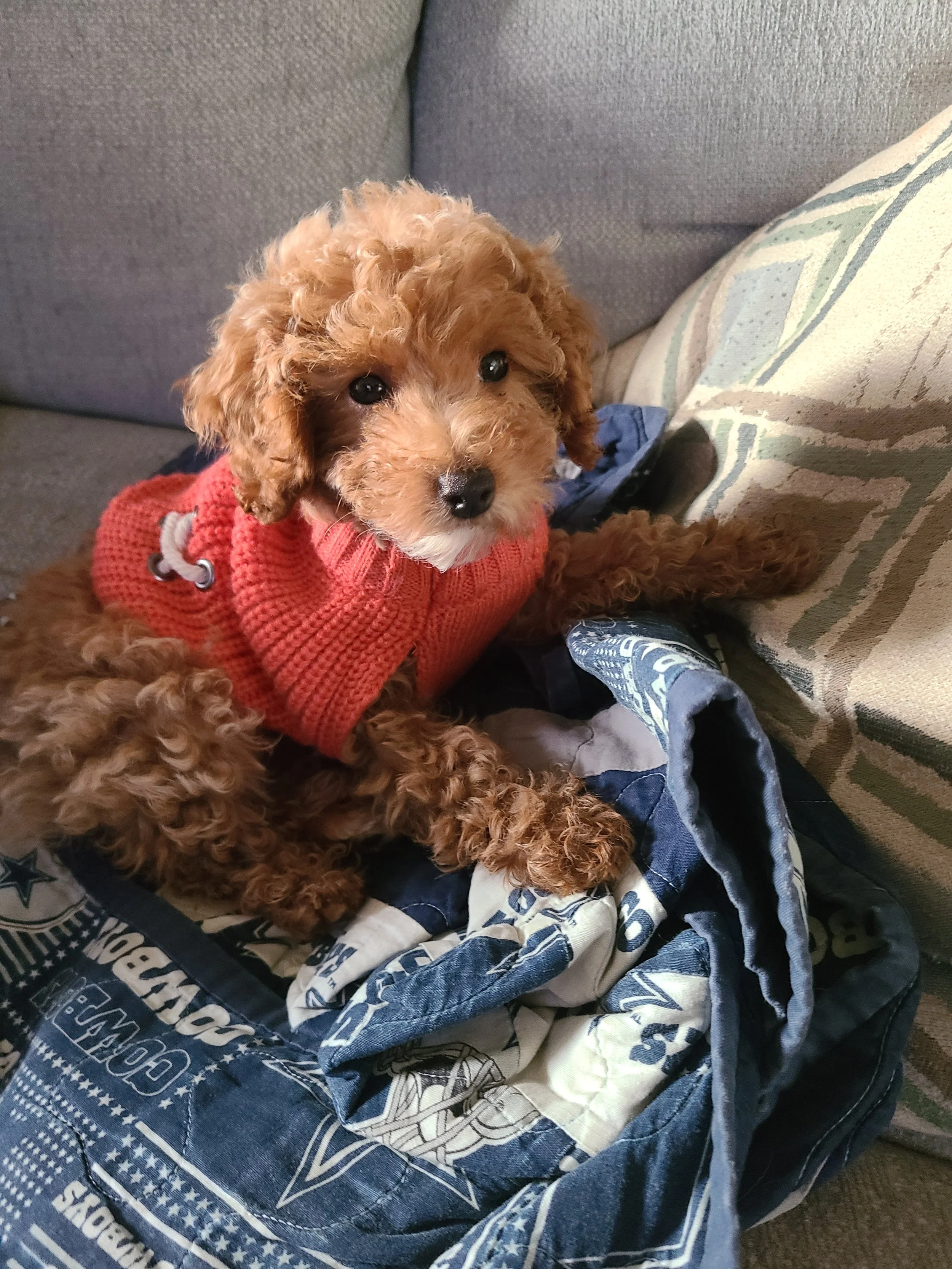 Cagney Dodger F21 Cupcake now owned by Tabitha.jpg