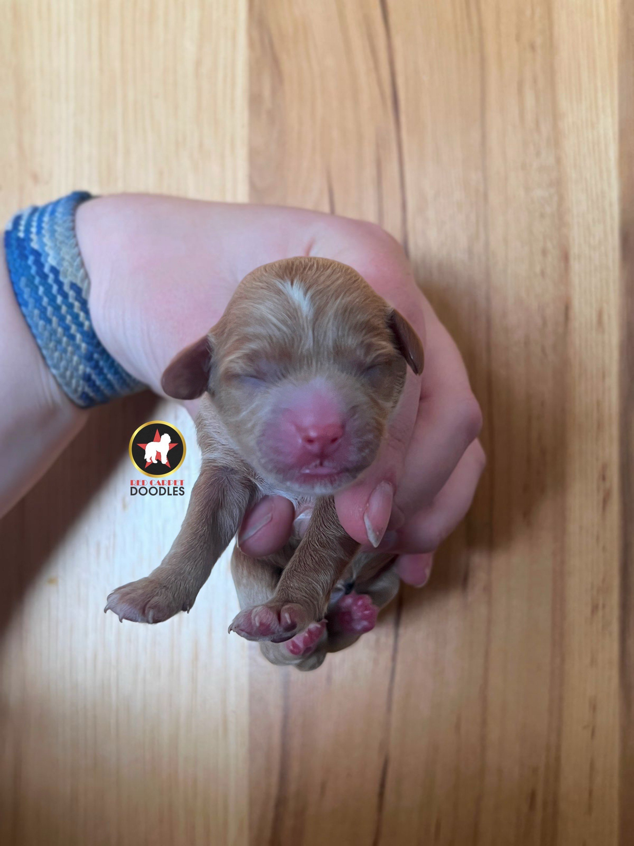 Amy - Newborn.jpeg