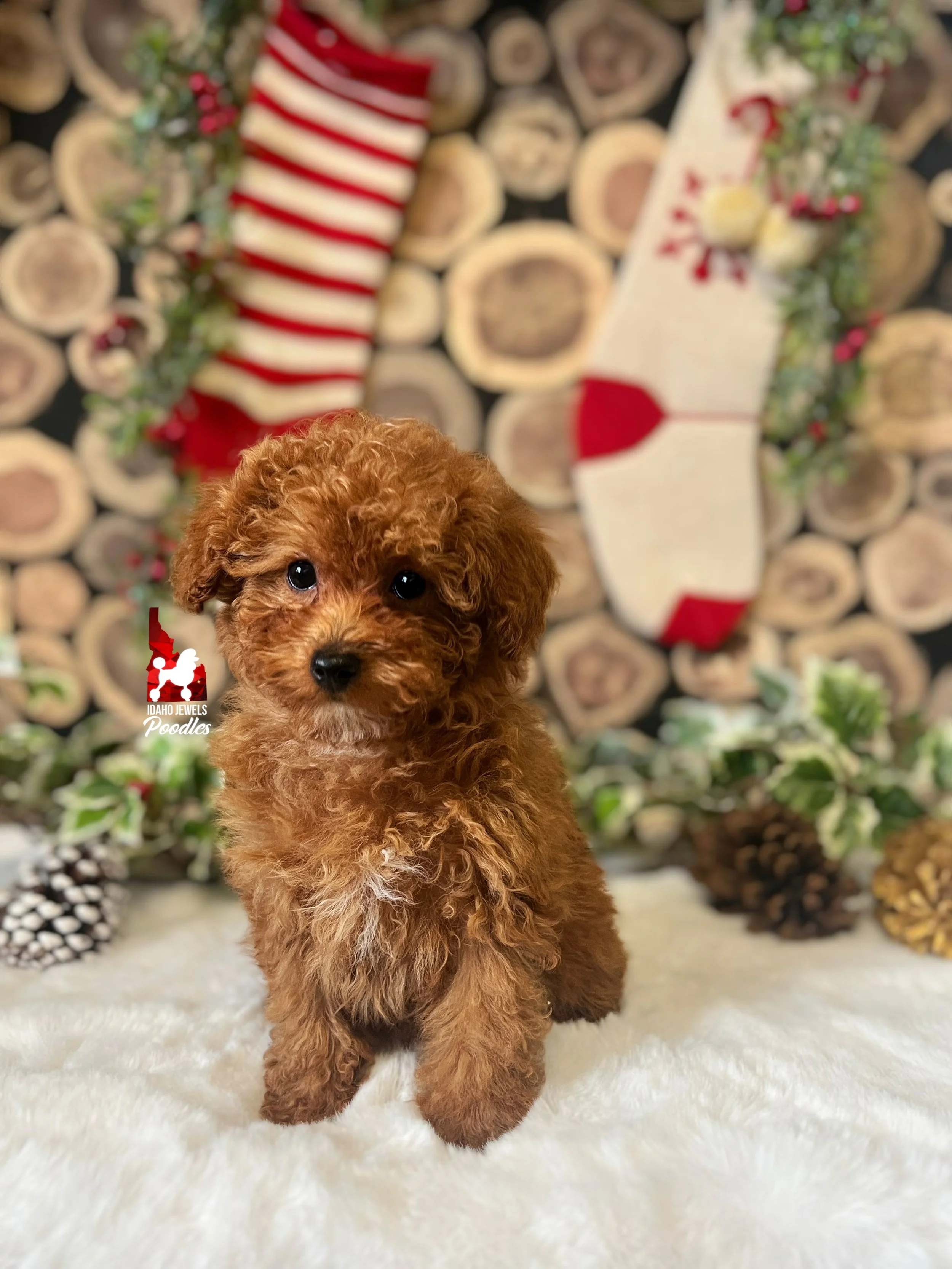 Isabella, Red with White Markings Toy Poodle Girl ~ Breeder or Pet