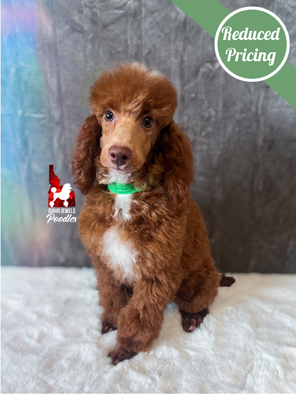 Tommy, Red (Brown, Phantom) Large Mini/Small Moyen Poodle Boy~ Breeder or Pet