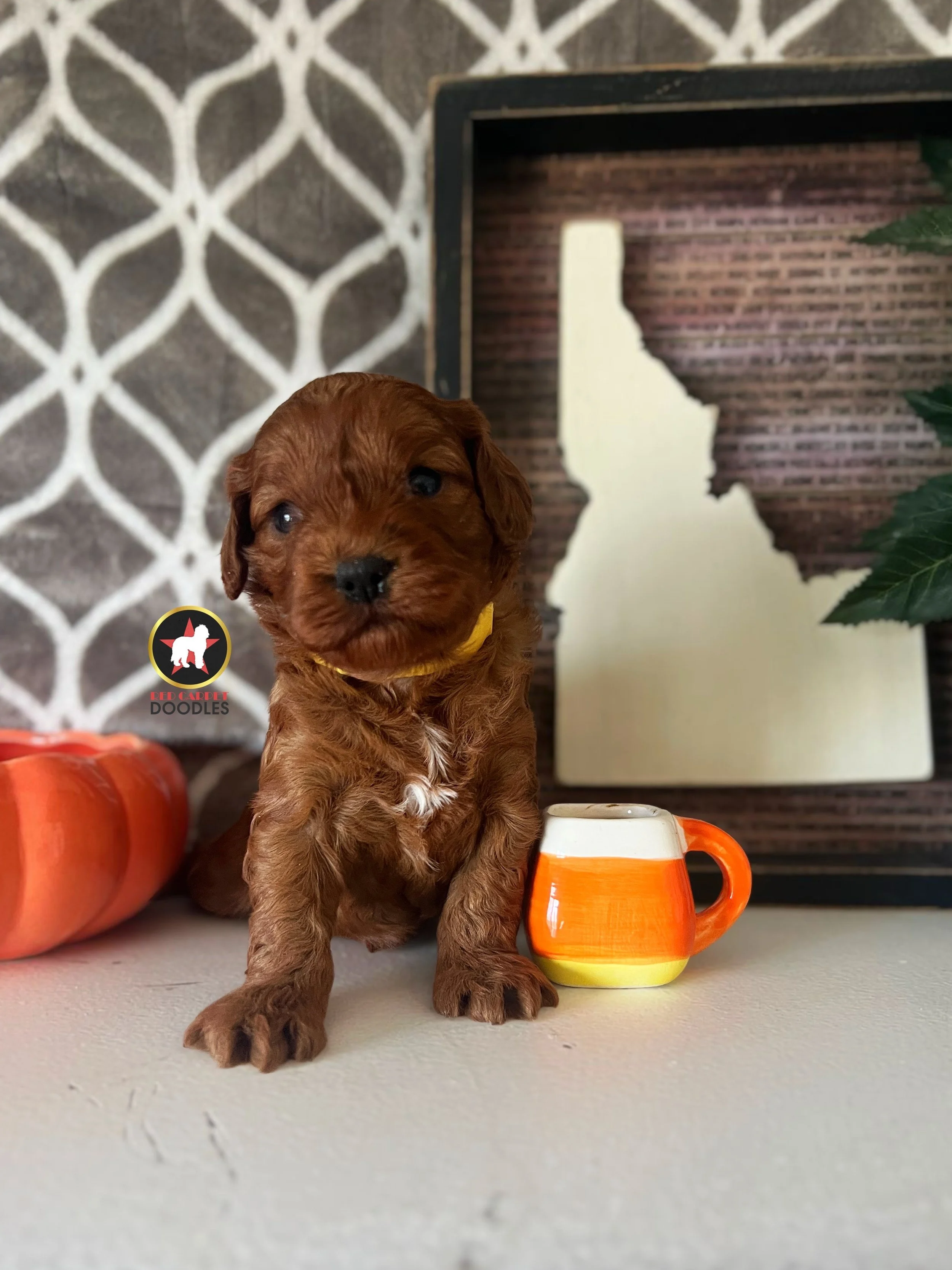 Taffy - 4 wks.jpeg