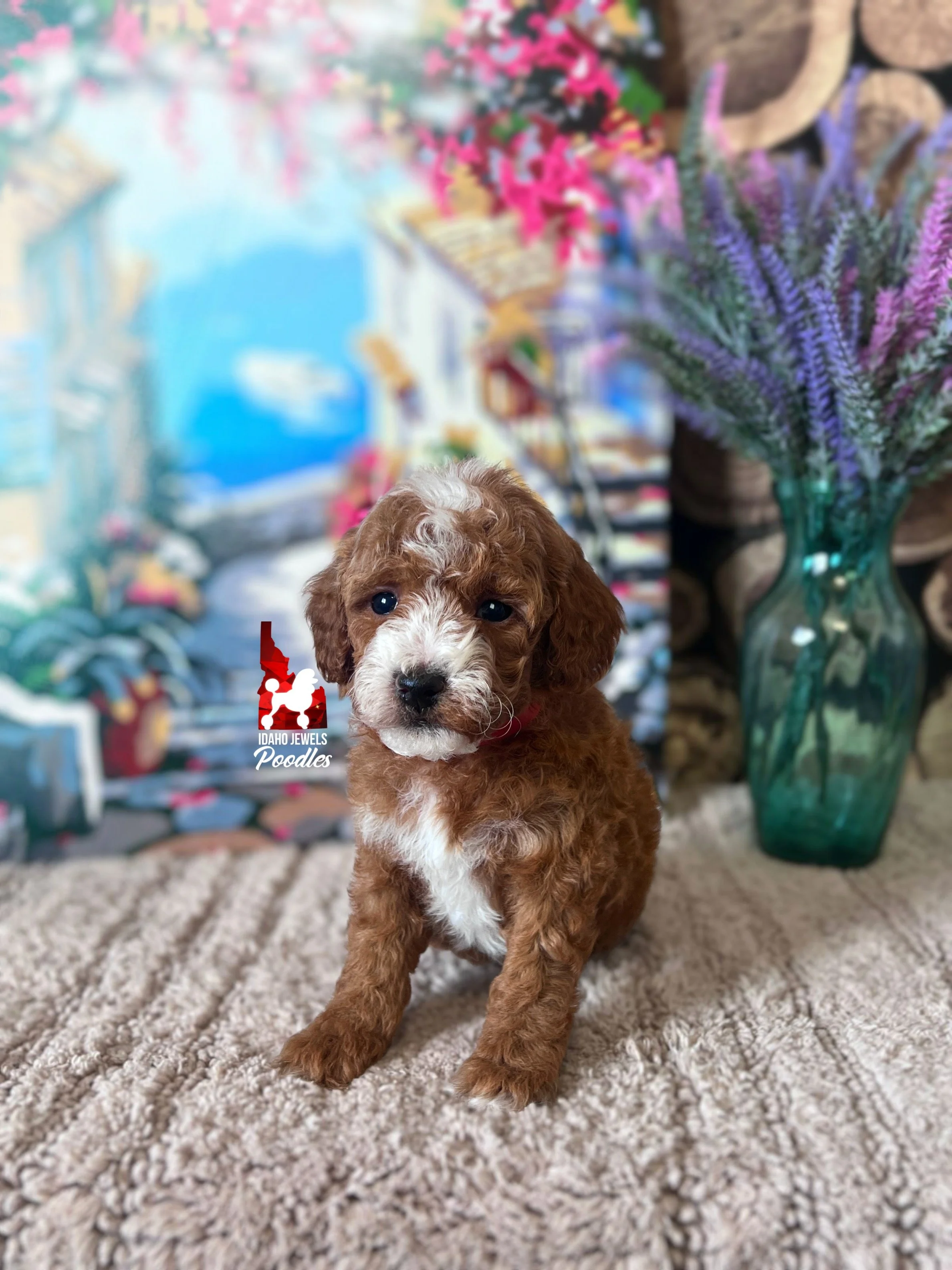 Capri - 6 wks.jpg