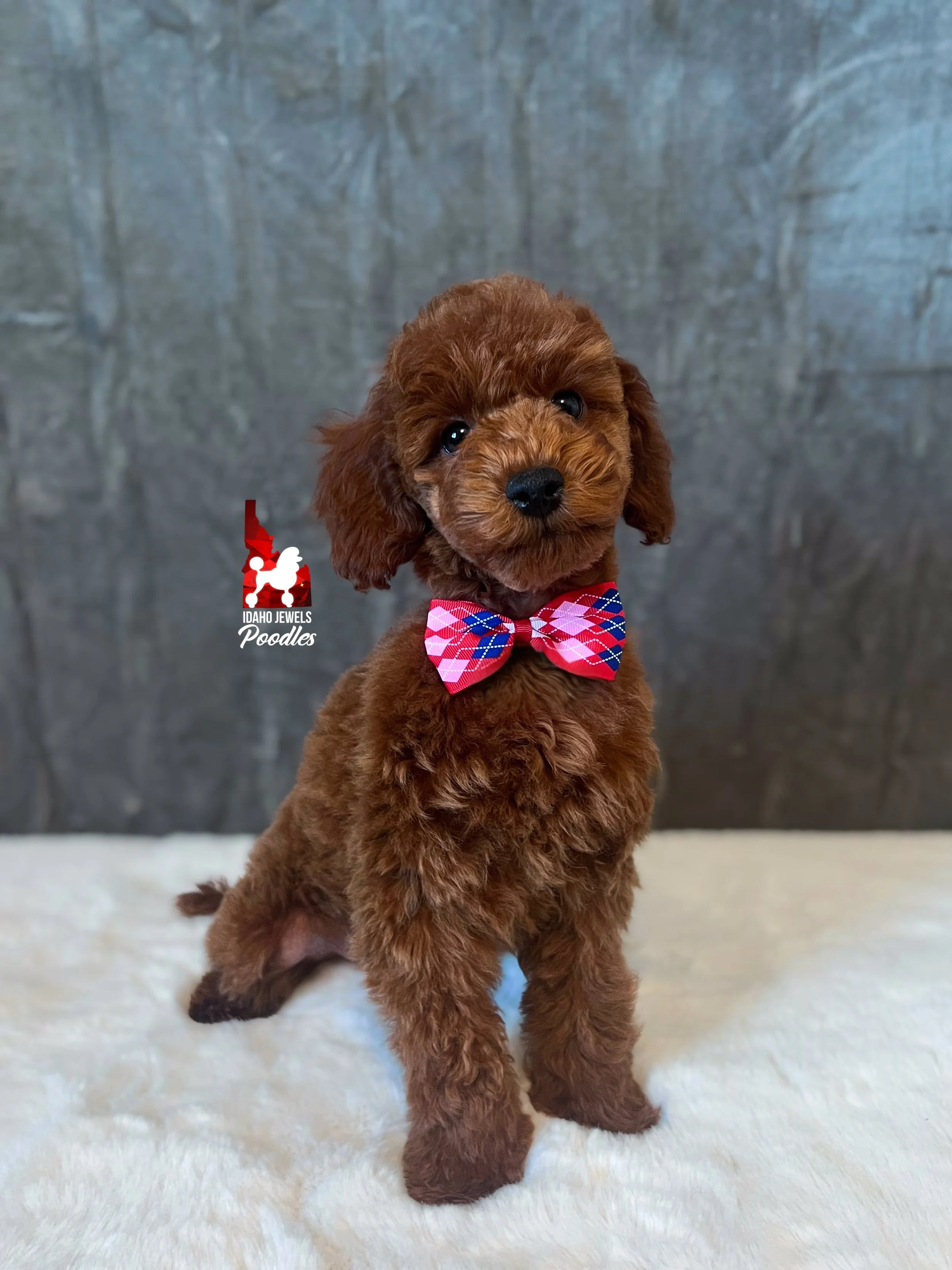 Toffee - 12 wks (2).jpg