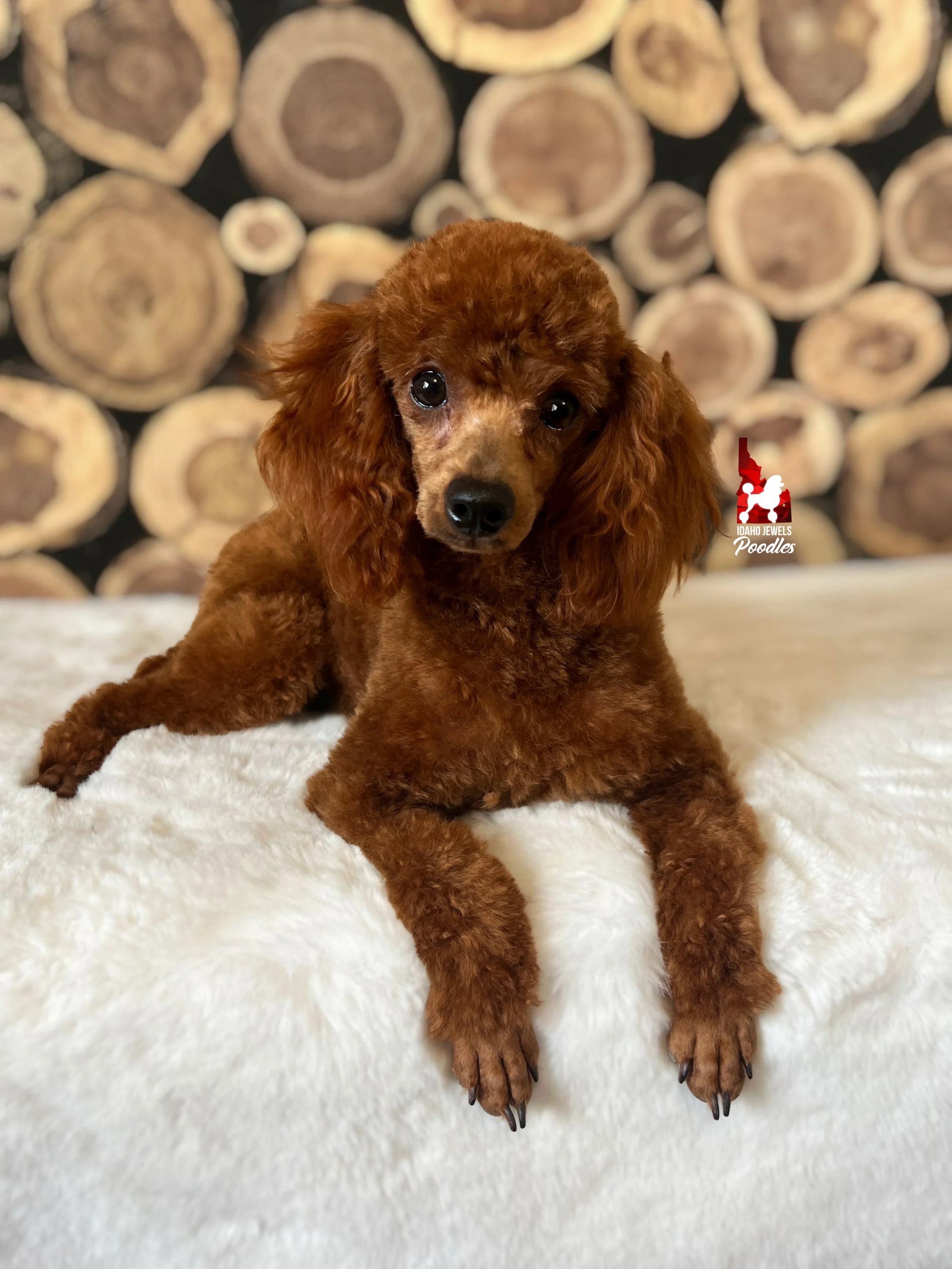 Daphne - shaved face (5).jpeg