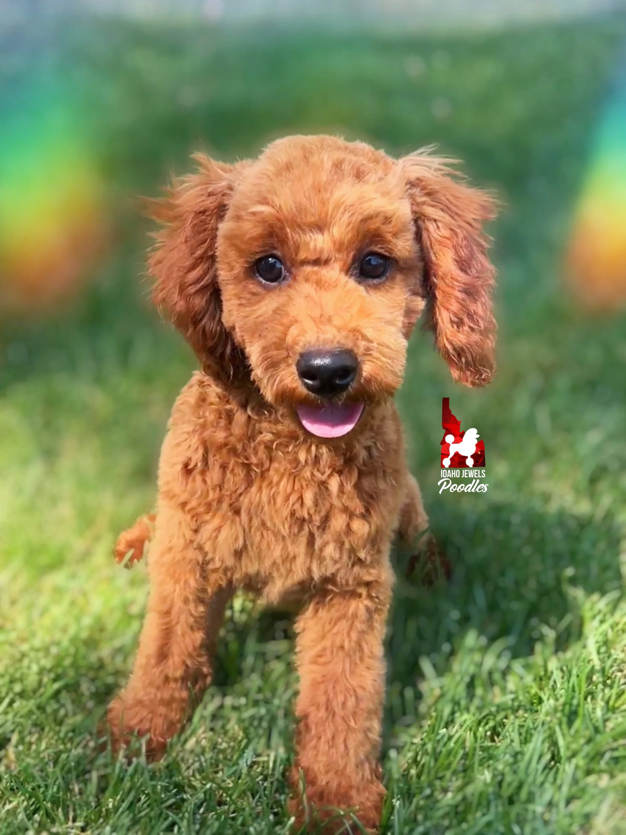 Mario - 20 wks-1.jpg