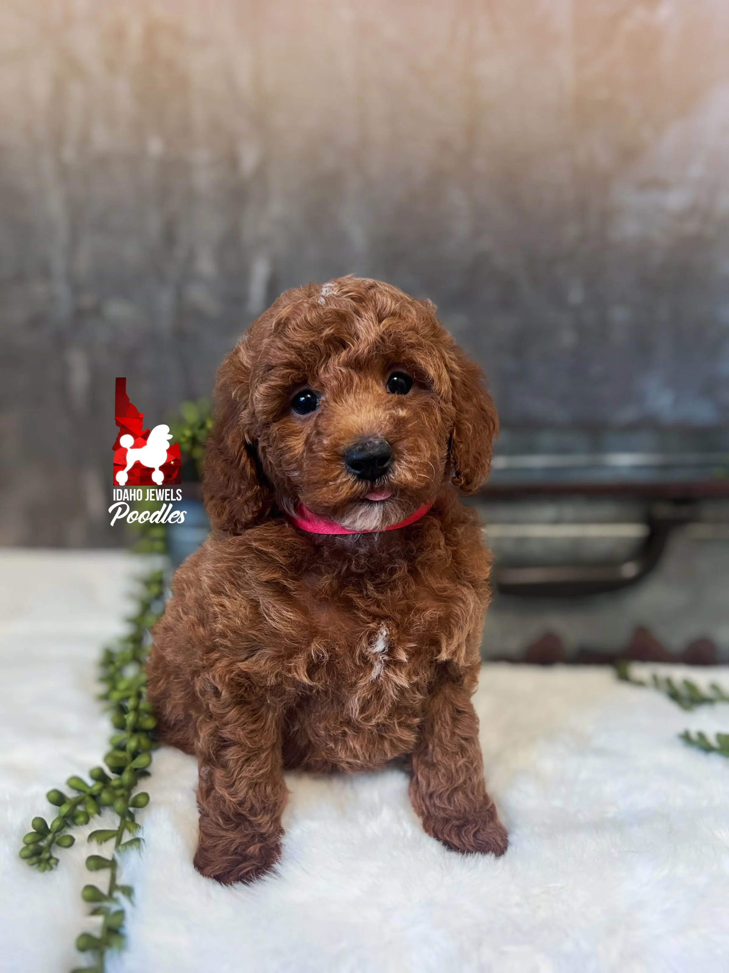 Audrey - 6 wks-1.jpg