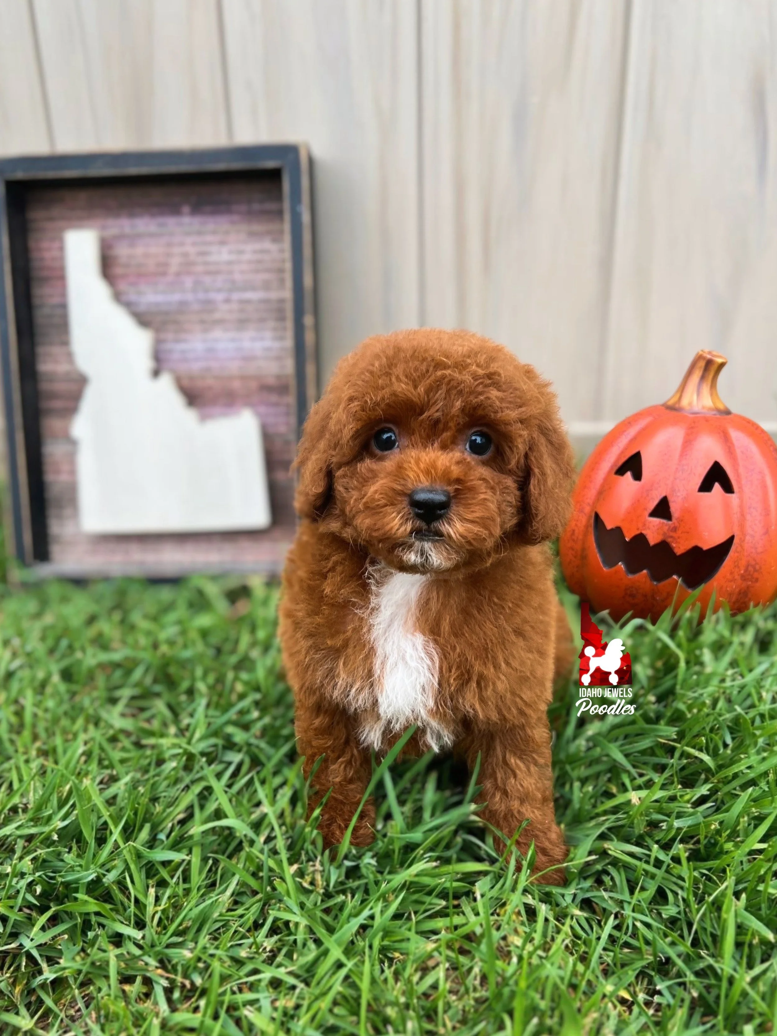 Ruffles - 8 wks.jpeg