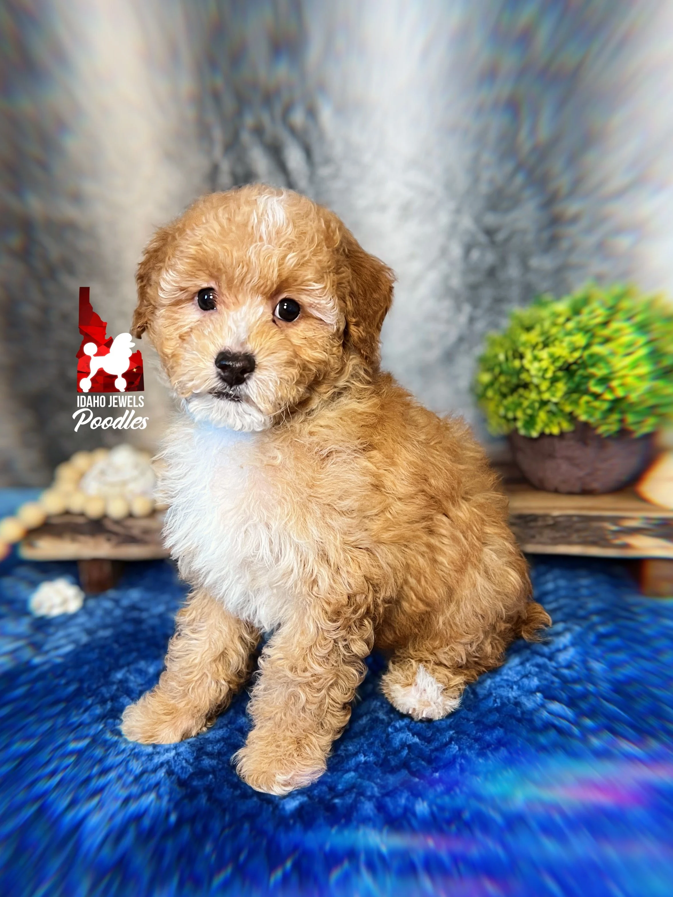 Coast, Red/Apricot w/ White Small Mini Poodle Boy~ Pet