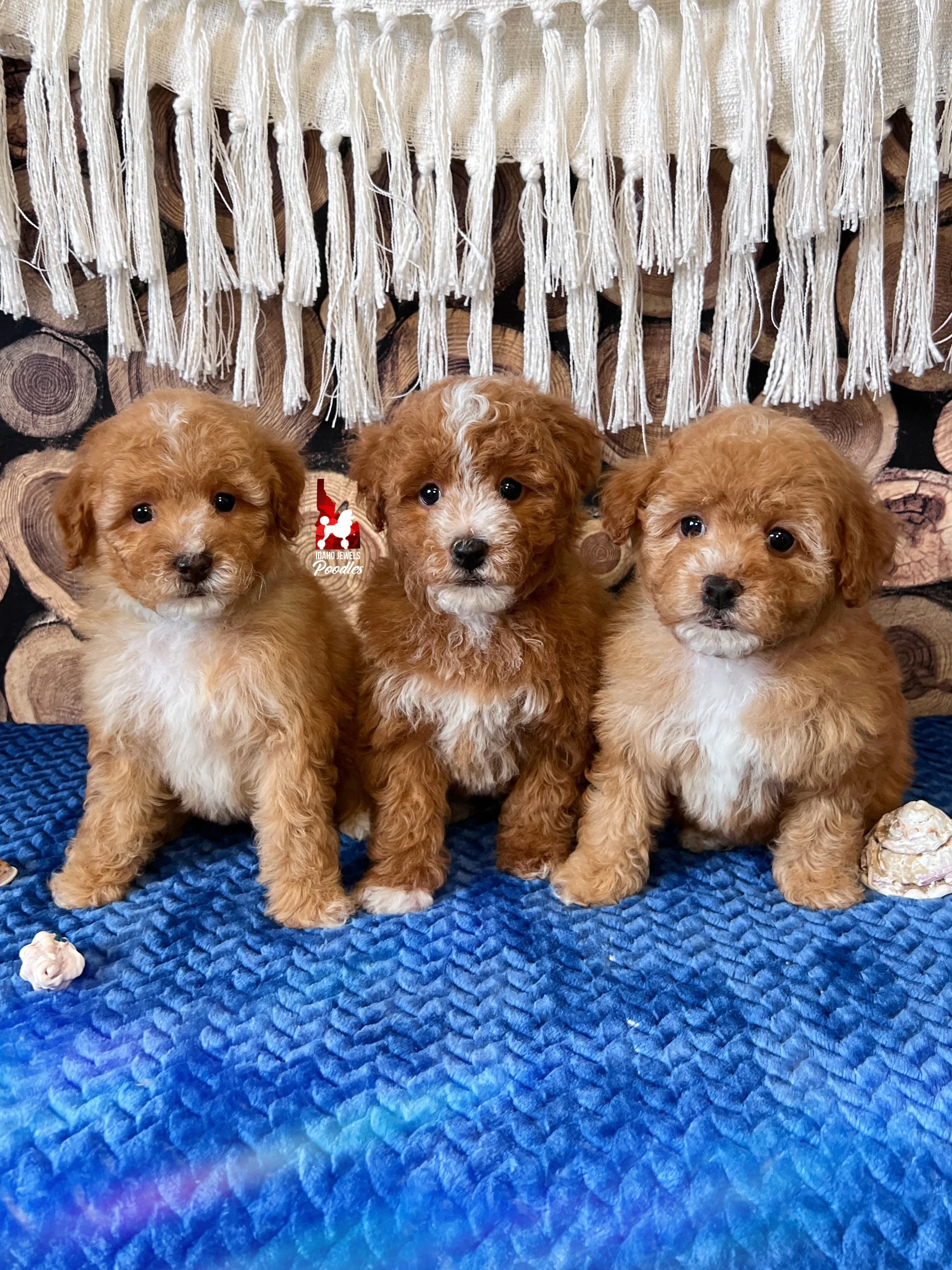 Lilo.Crumble SP26 Litter - 6 wks.jpg