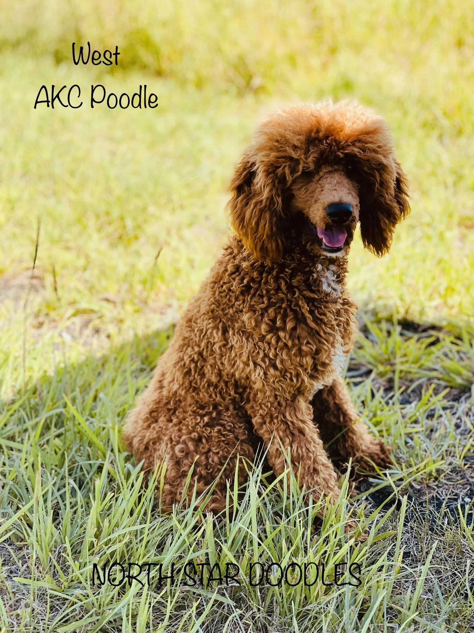 Raya Cider Coast nka West now owned by Katie.jpeg