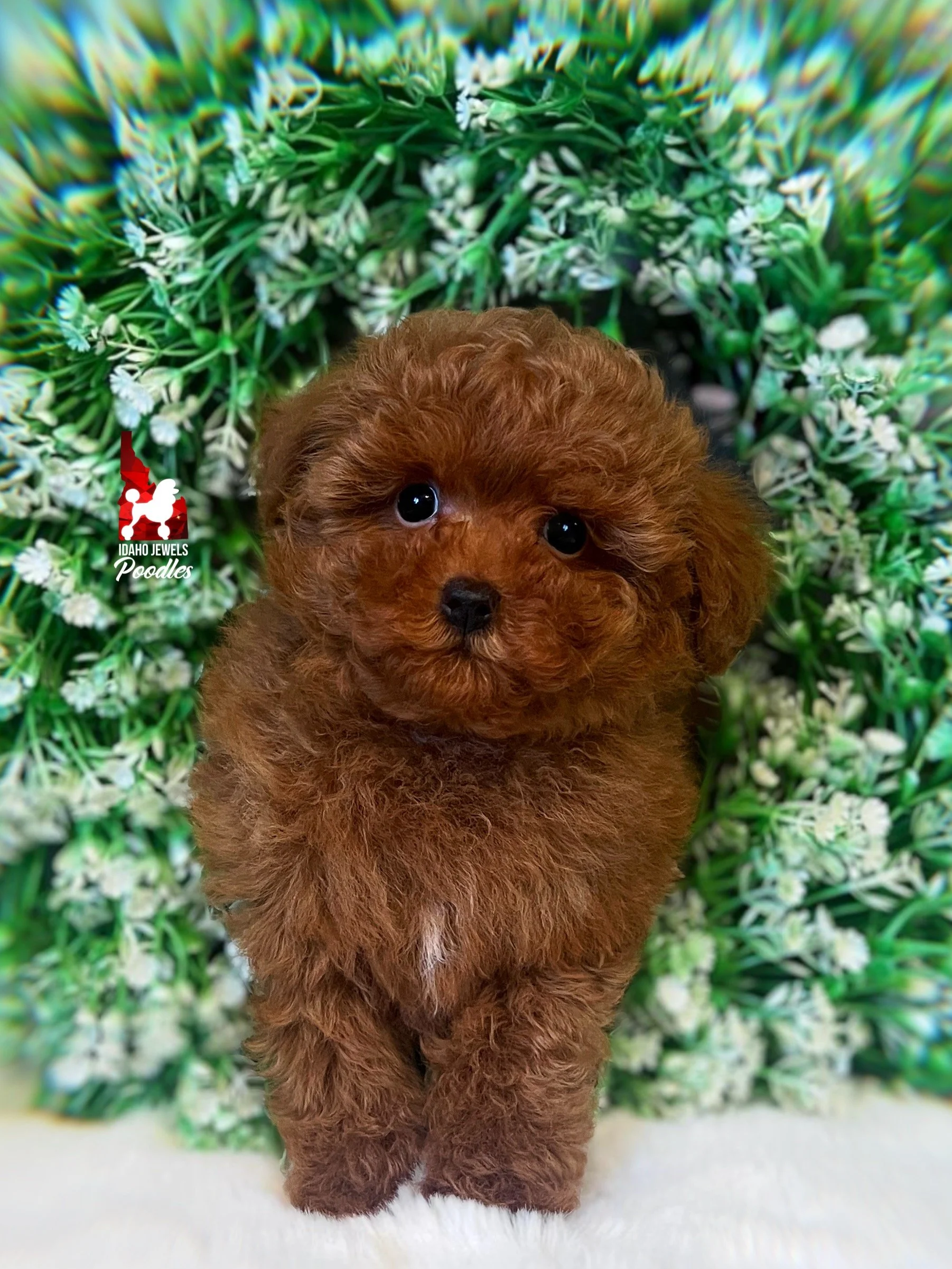 Soda - 10 wks-2.jpg