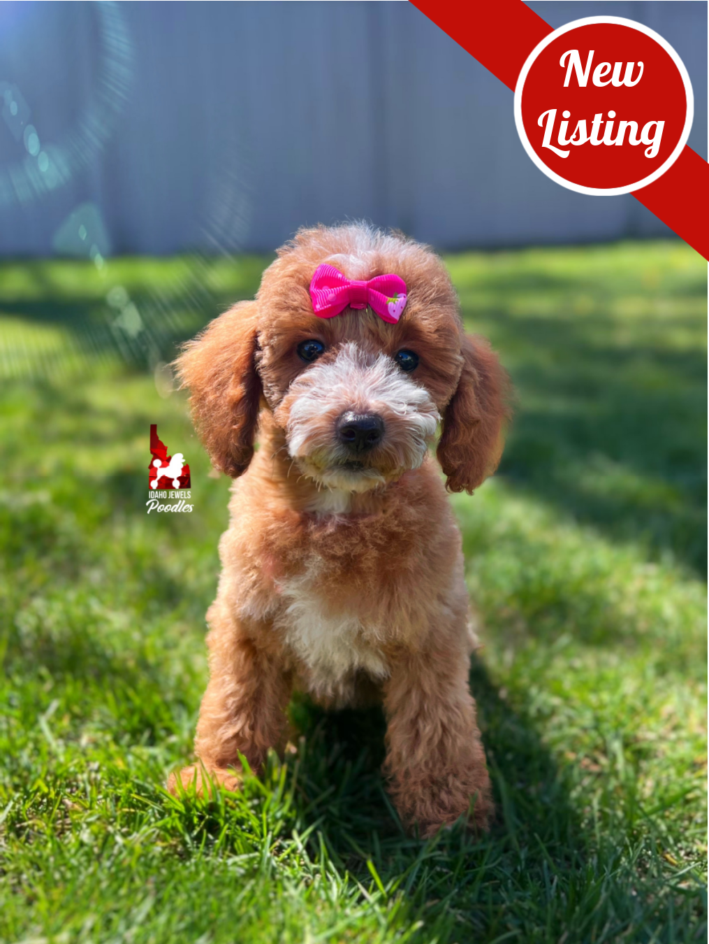 Capri, Red w/ White Mini Poodle Girl~ Pet