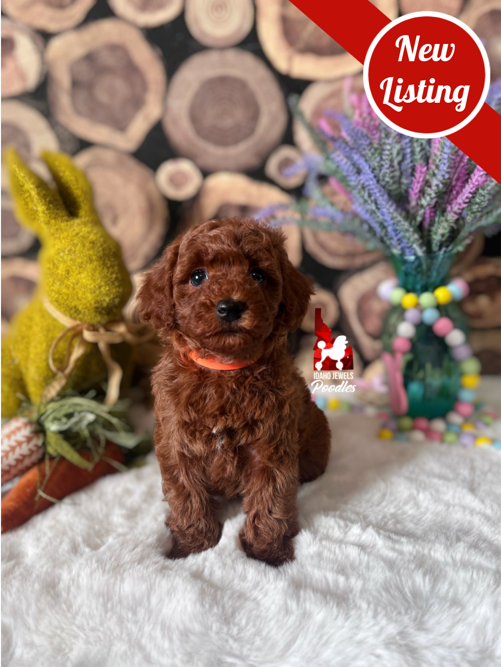 Maple, Solid Red Small Mini Poodle Girl~ Breeder or Pet