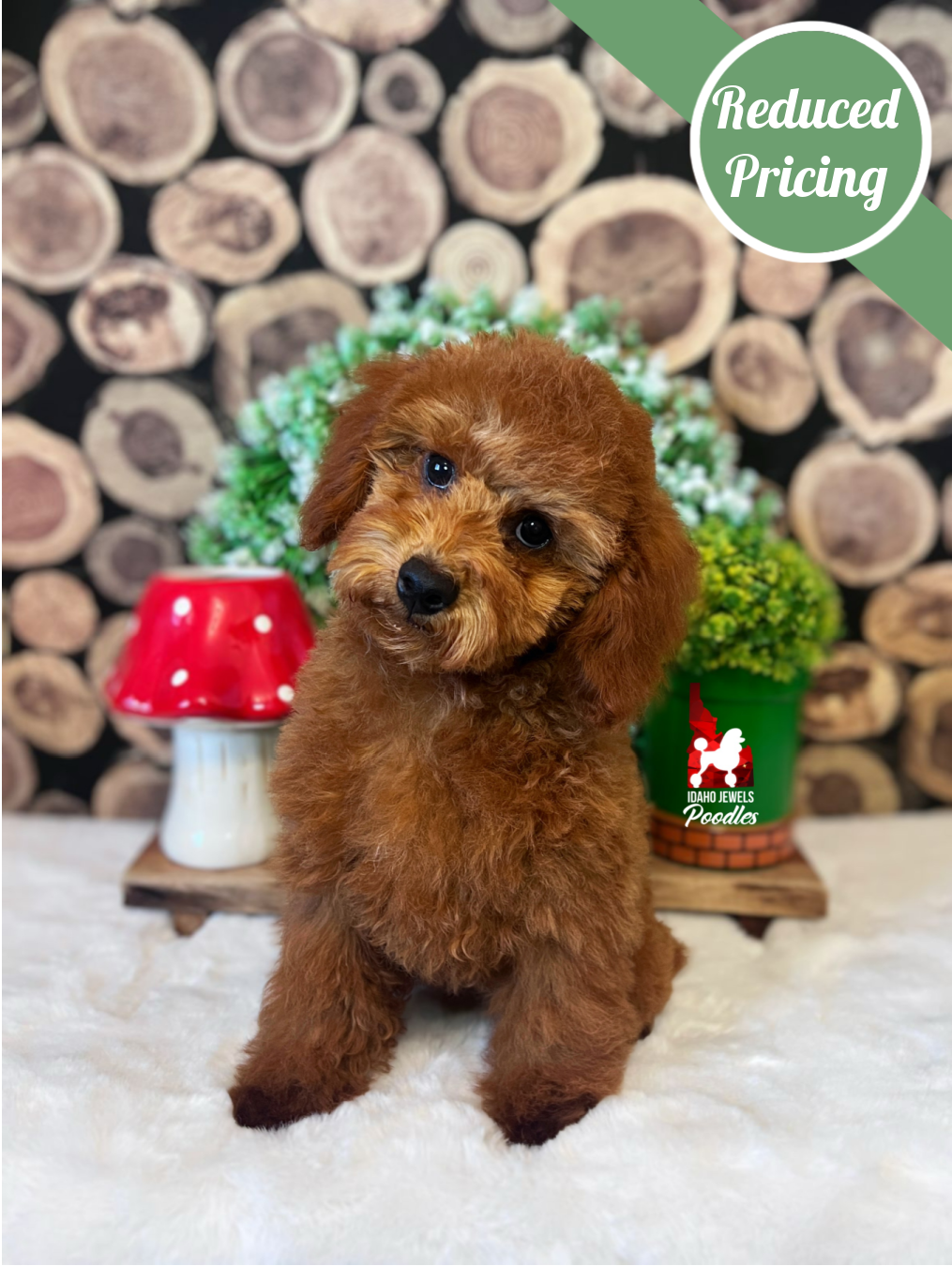 Mario, Red Mini Poodle Boy~ Breeder or Pet