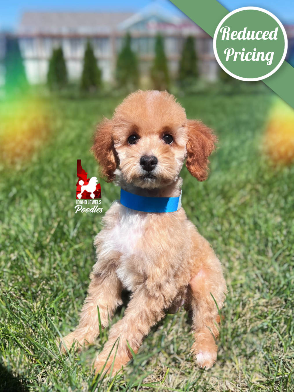 Coast, Red/Apricot w/ White Mini Poodle Boy~ Pet