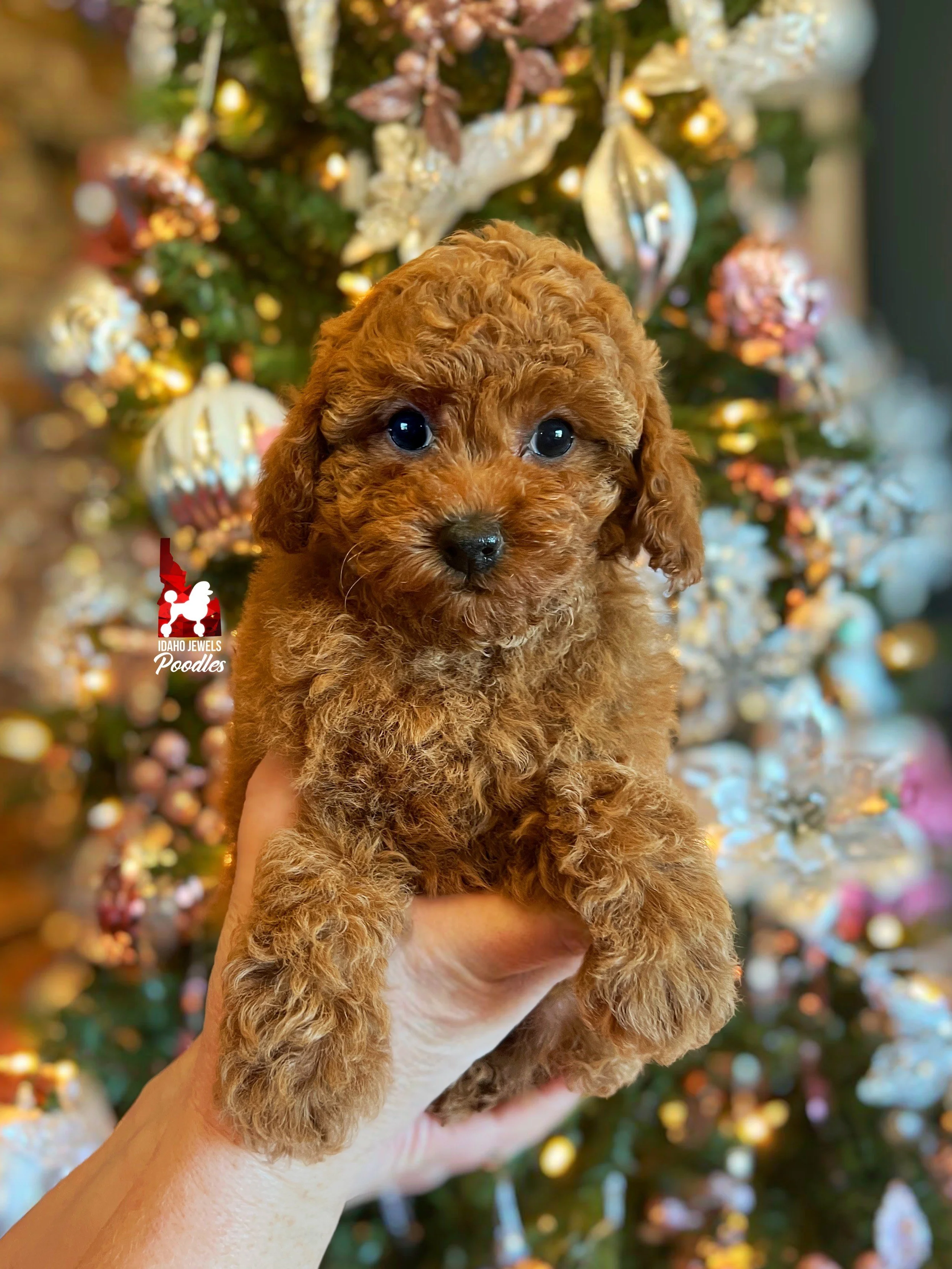Ginny - 8 wks.jpg