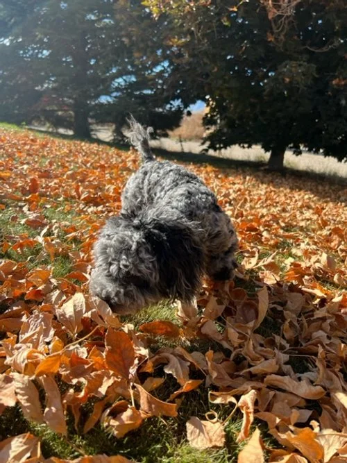 Bella Durango Charming nka Cooper owned by Wendy (1).jpeg