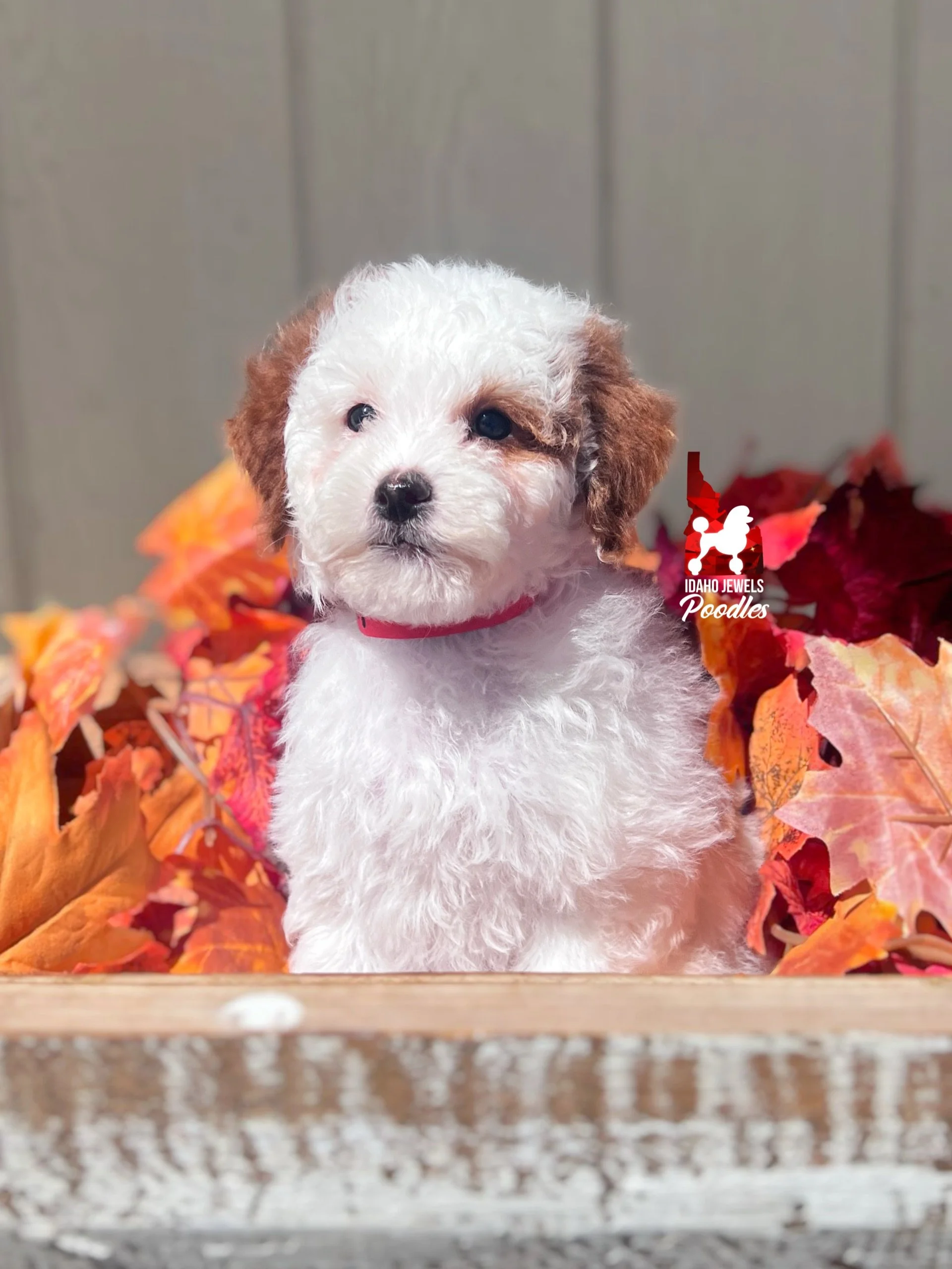 Paprika, Dark Red Parti Mini Poodle Girl ~ Breeder or Pet
