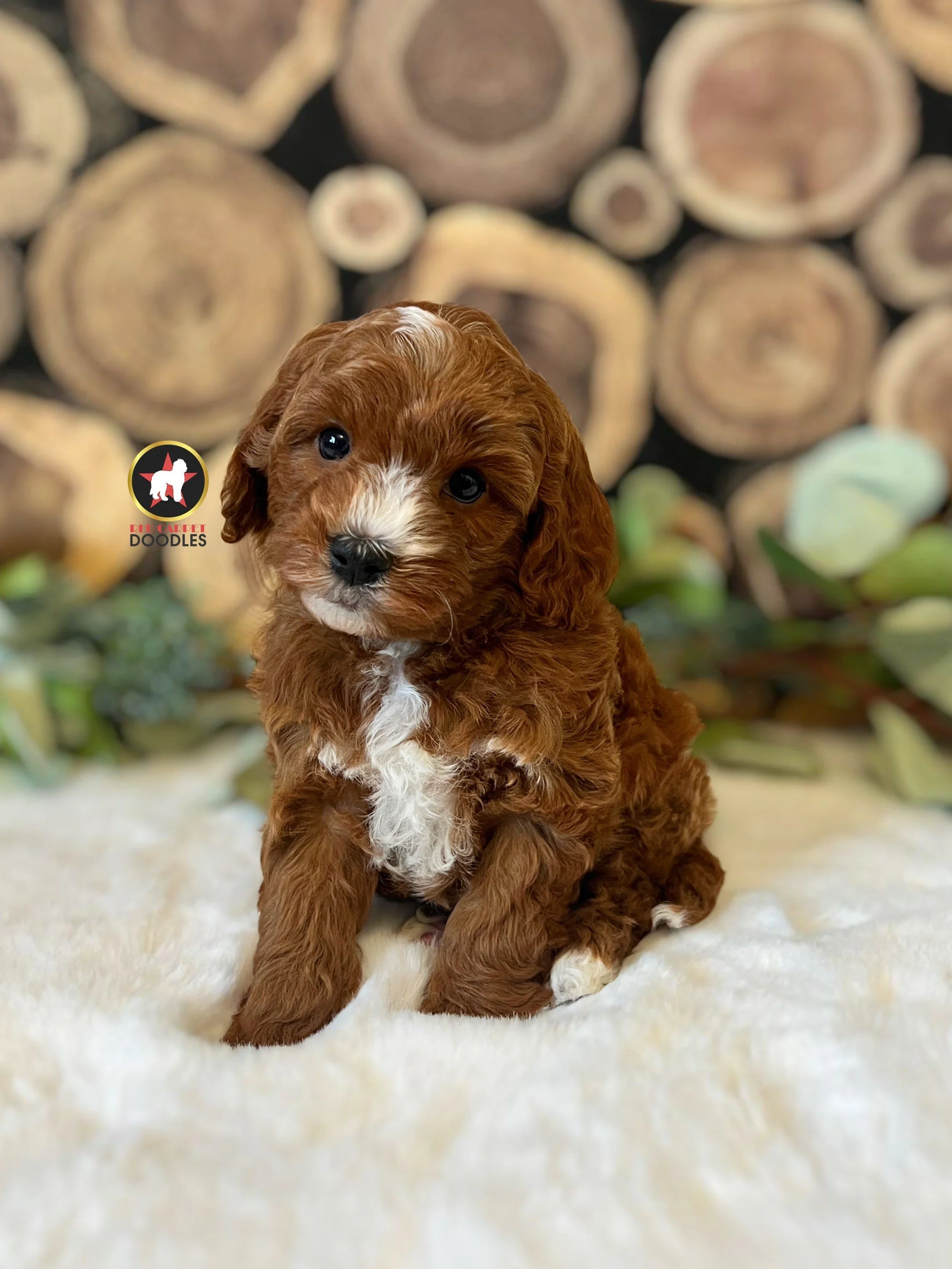 Charlie - 6 wks.jpeg