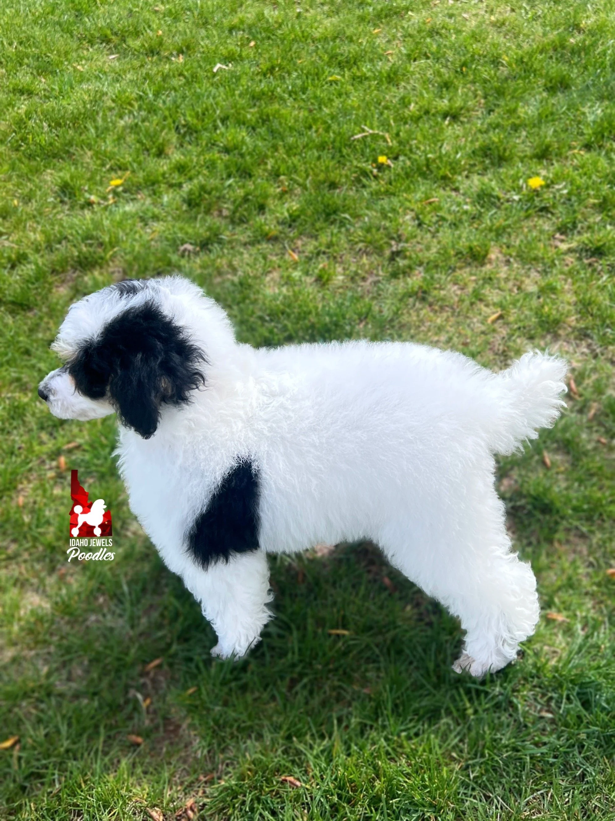 Divinity - 10 wks-3.jpg