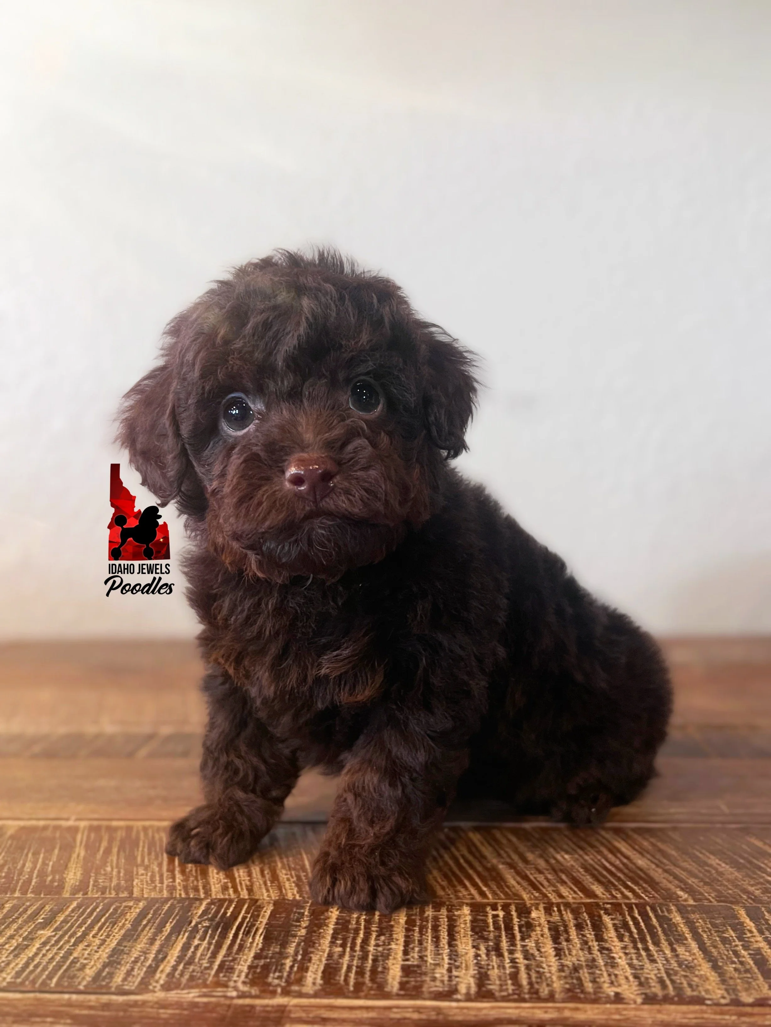 Copper, Brown Phantom "Tiny Toy" Poodle Boy~ Pet