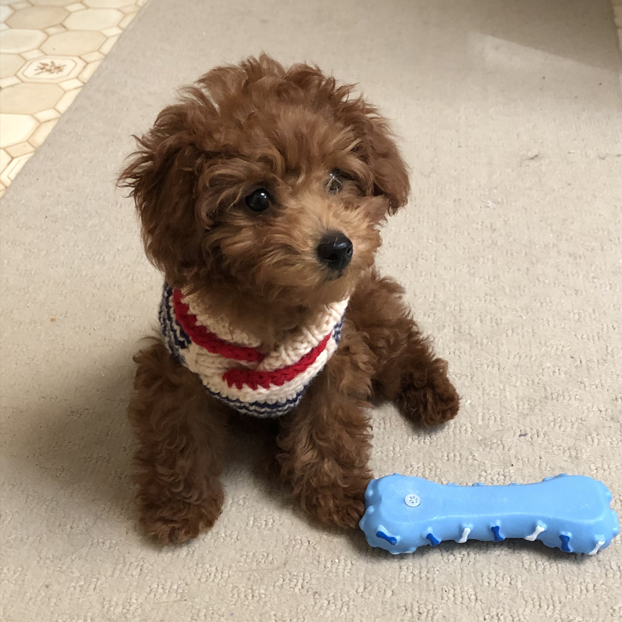 millie zion s20 maybelle.jpeg