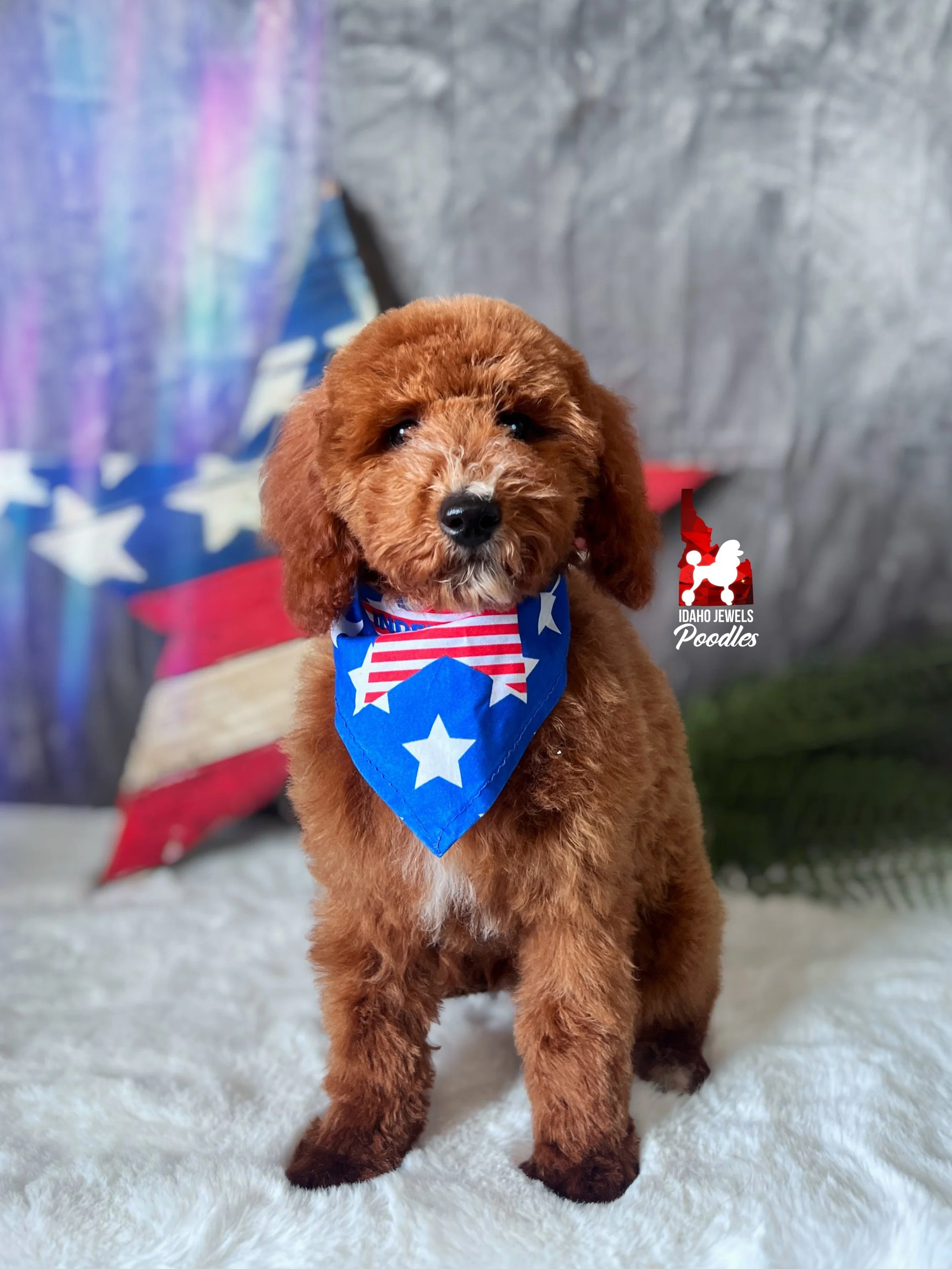 Dallas - 16 wks.jpg