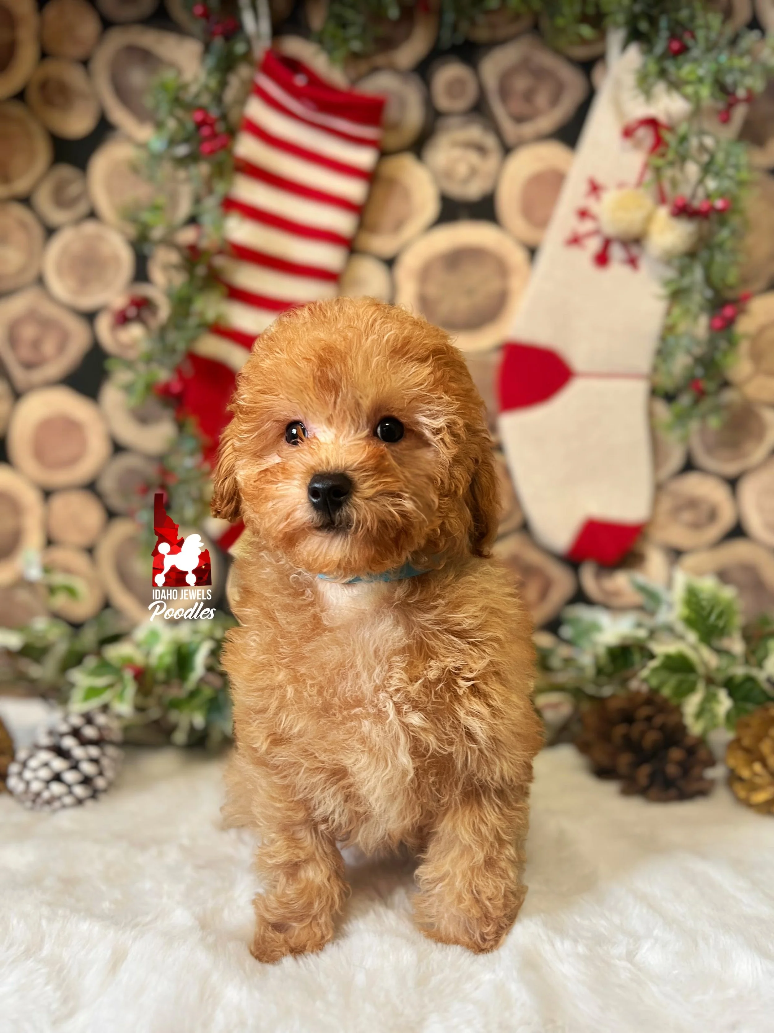 Indie, Red/Apricot with White Markings Toy Poodle Boy ~ Pet