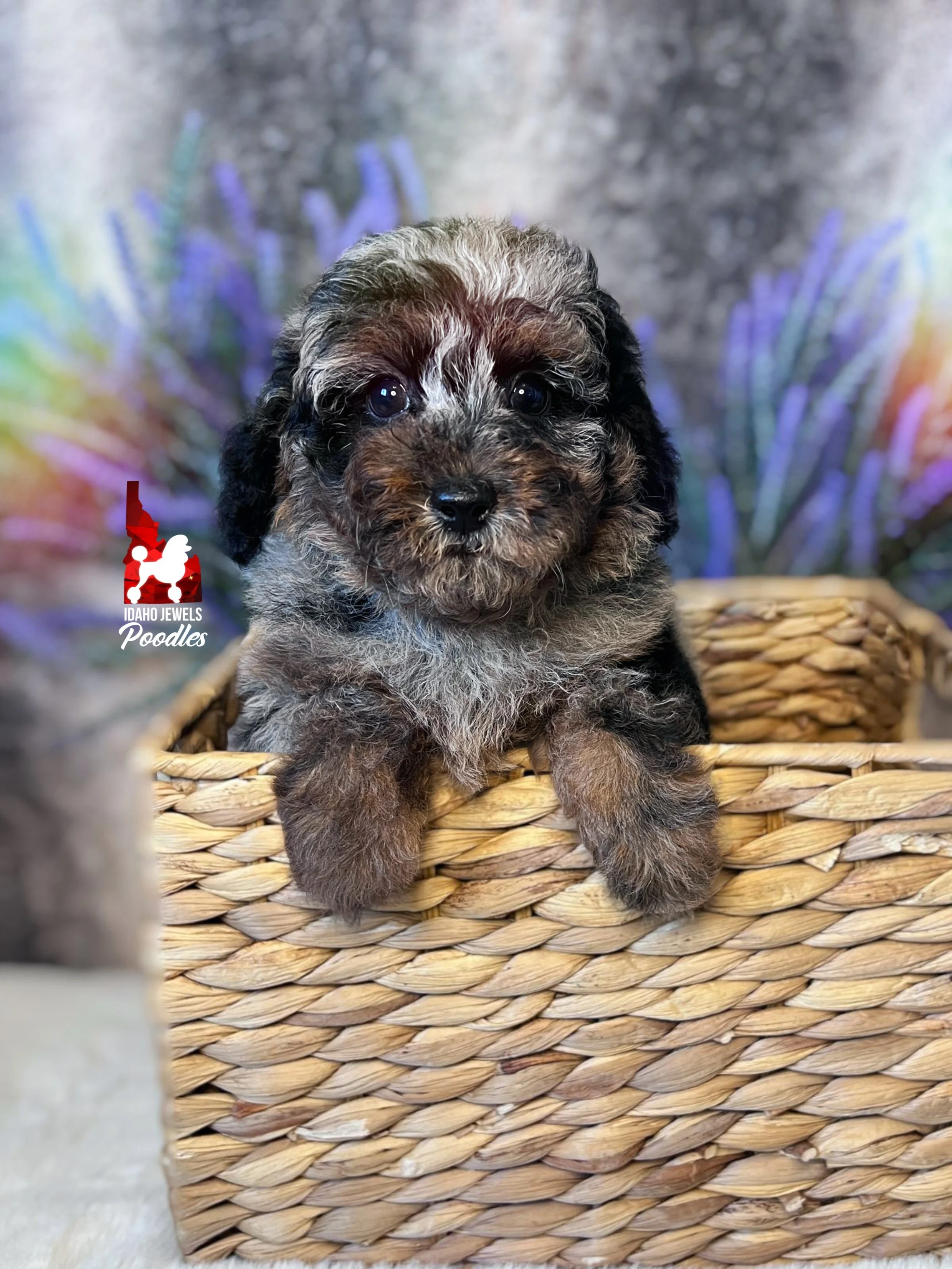 Grayson - 8 wks-2.jpg