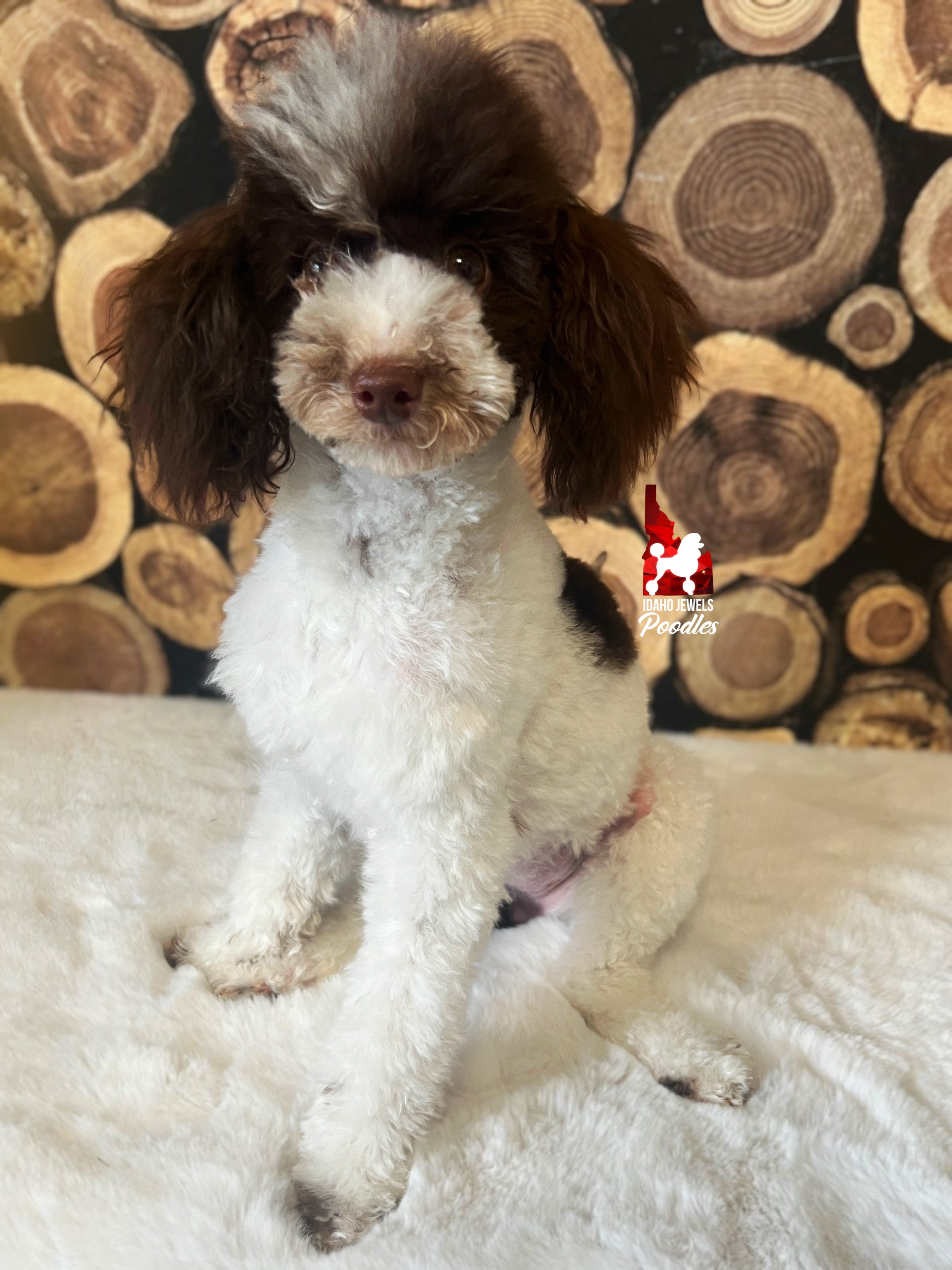 Froot Loop - fluffy face  (1).jpg