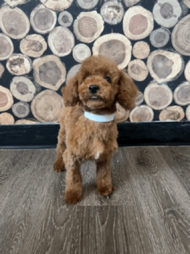 Boise standing head tilt.gif