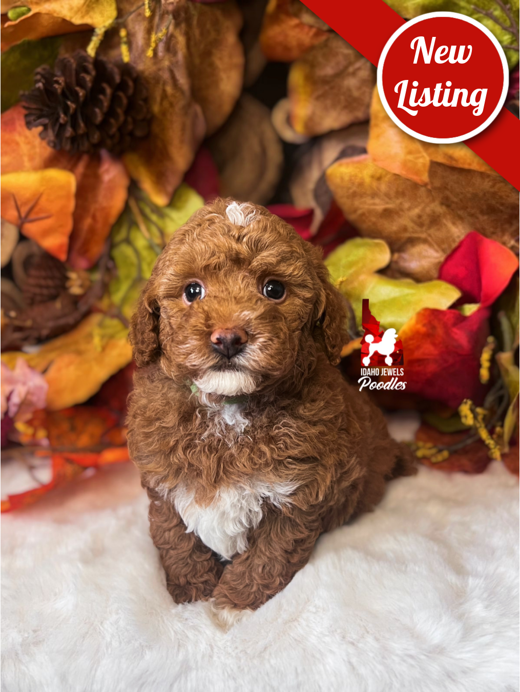 Rolo, Red w/ White Small Mini Poodle Boy~ Breeder or Pet