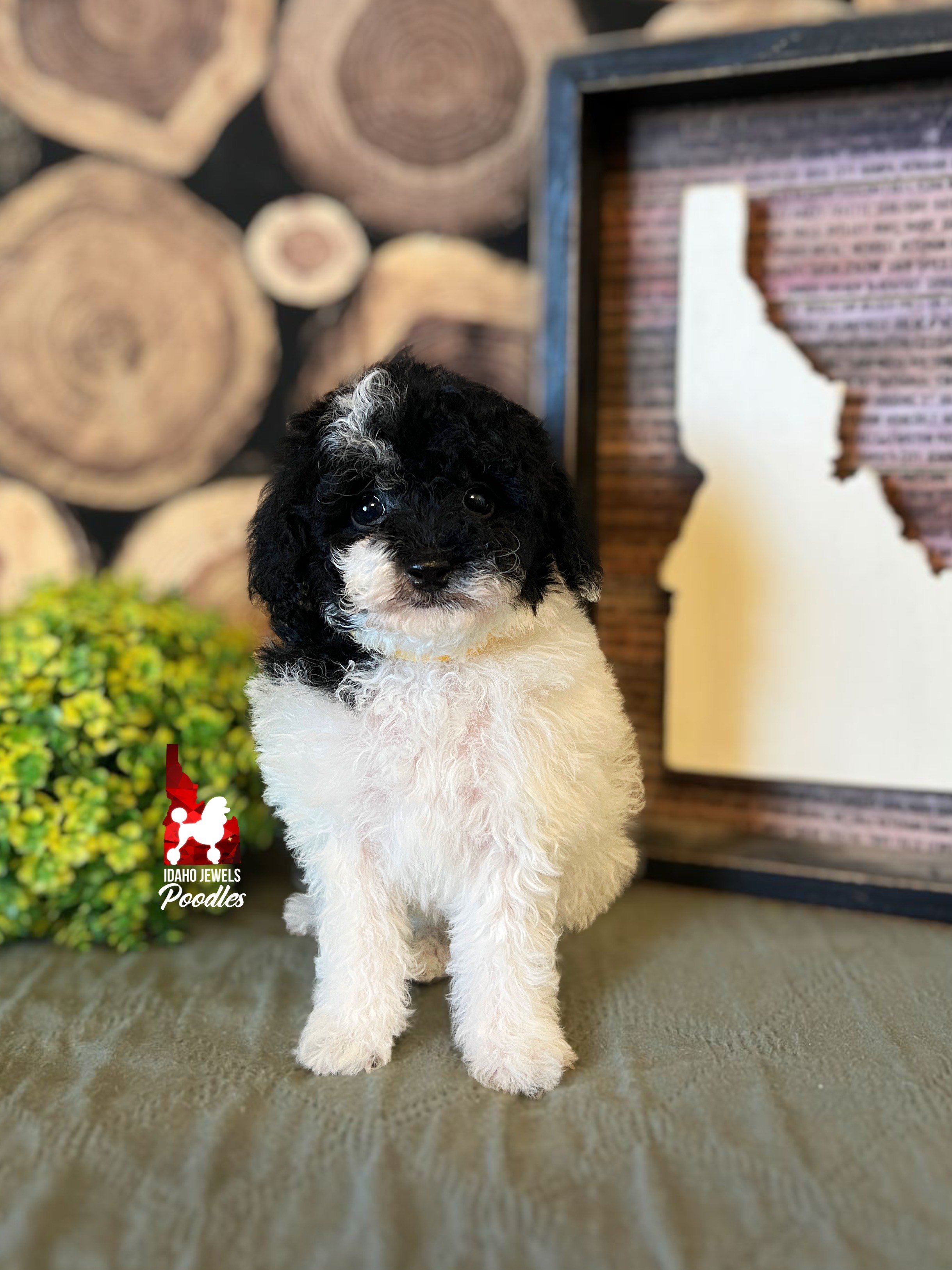 Zoe - 6 wks.jpeg
