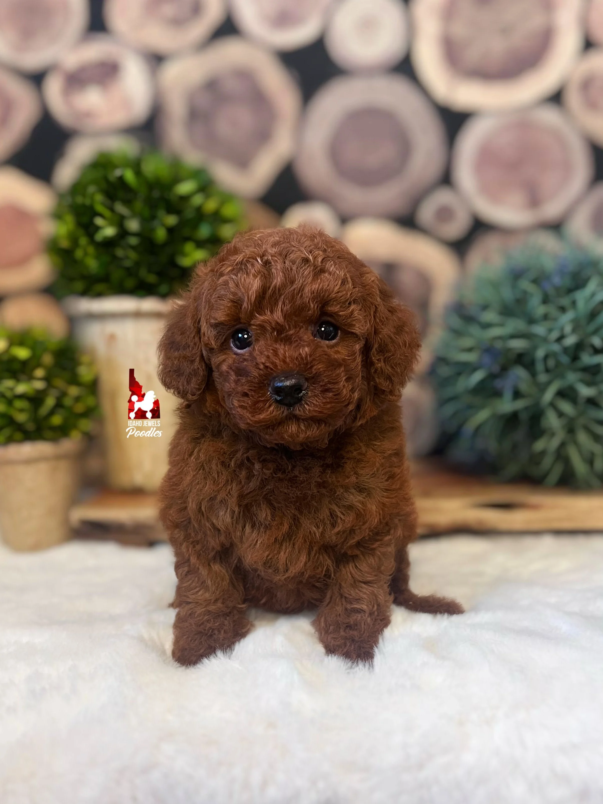 Oak 6 wks.jpg