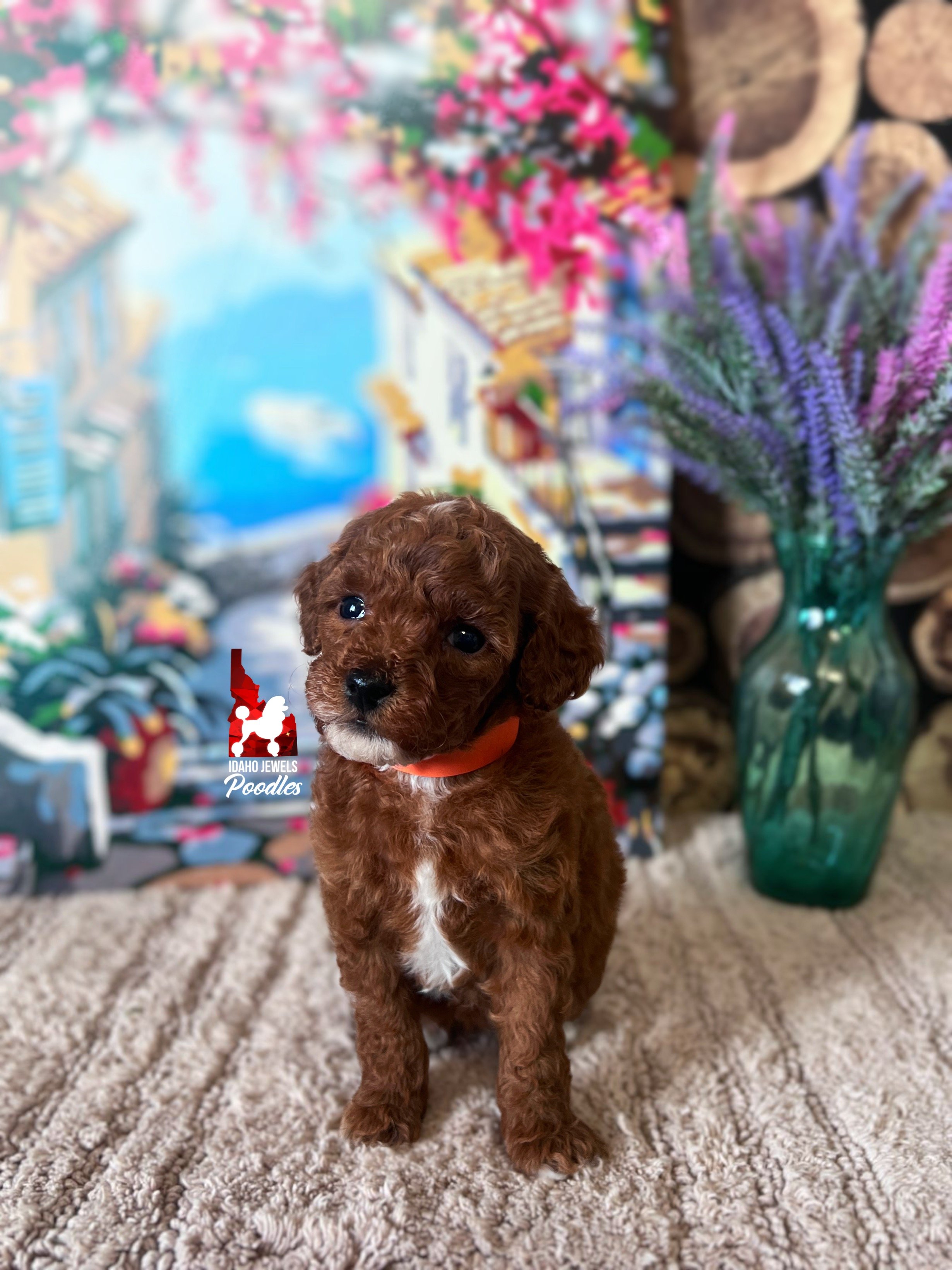 Malibu - 6 wks.jpg