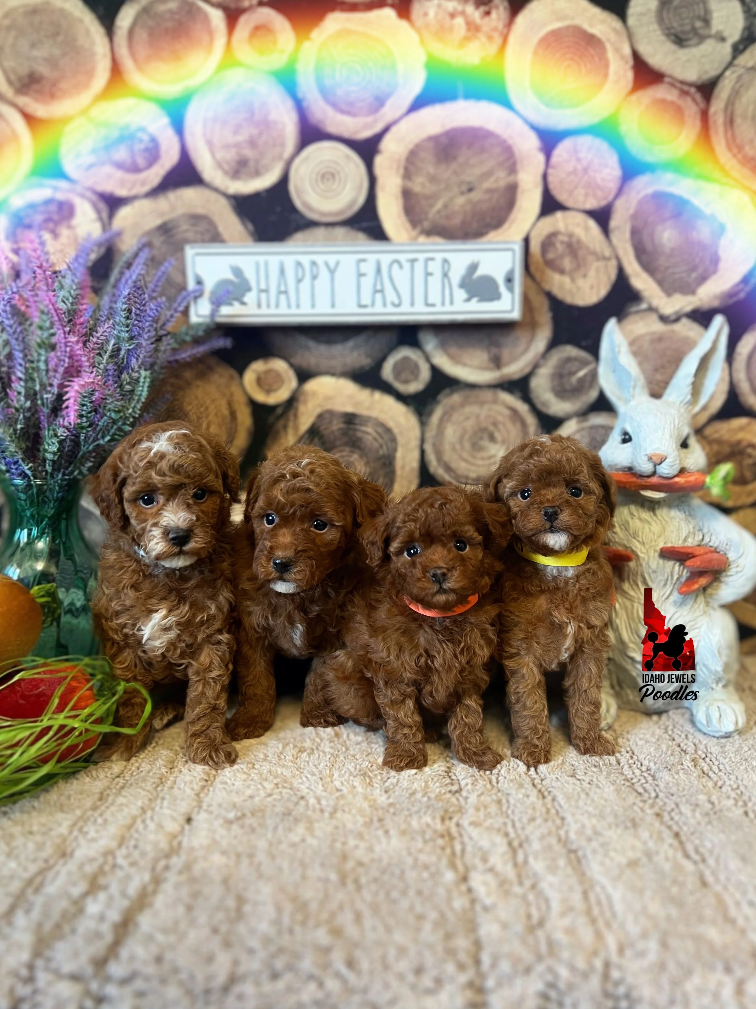 Harley Toodles W26 Litter - 6 wks.jpg (Copy) (Copy)