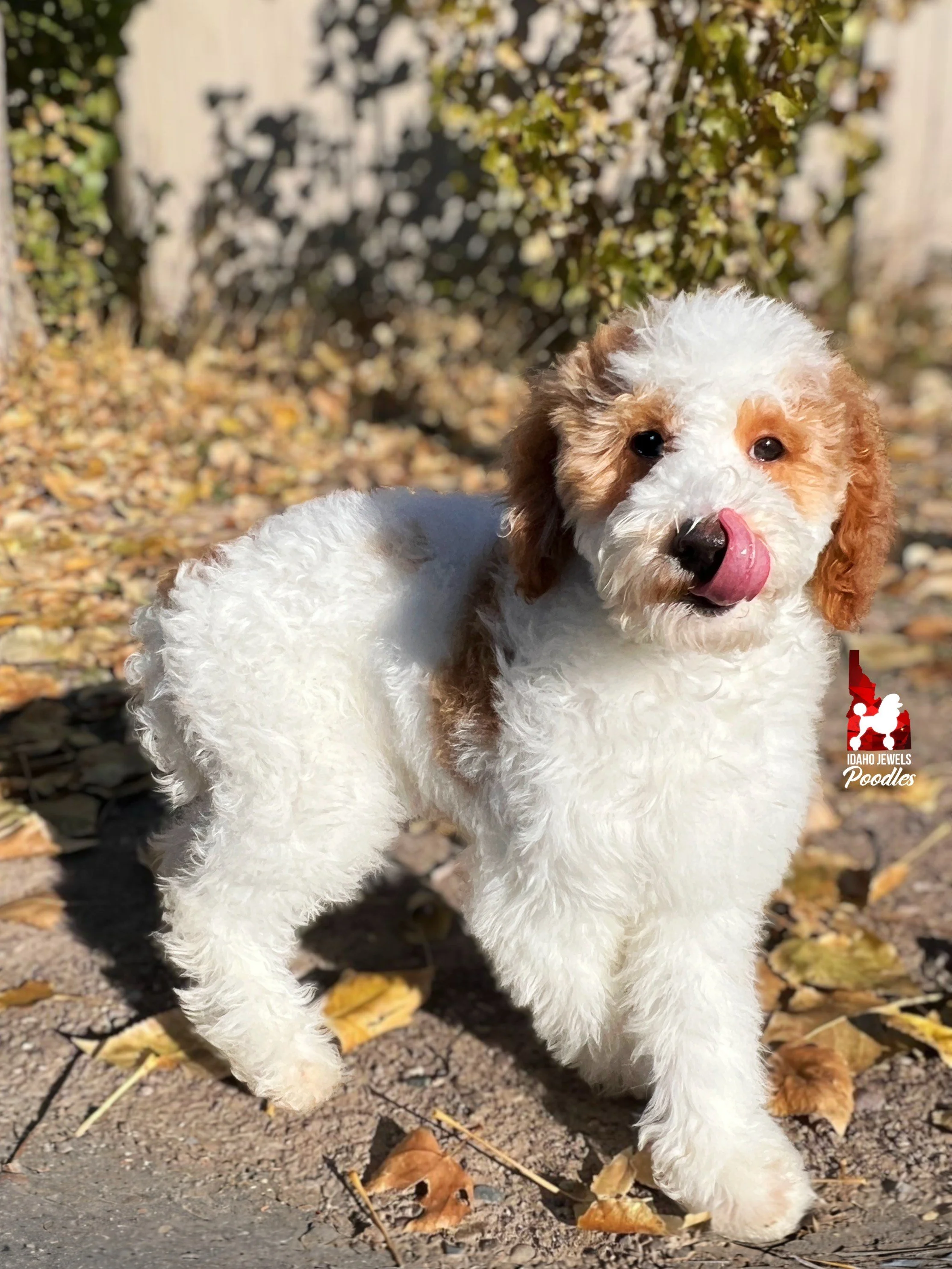 Teddy - 19 wks (10).jpeg