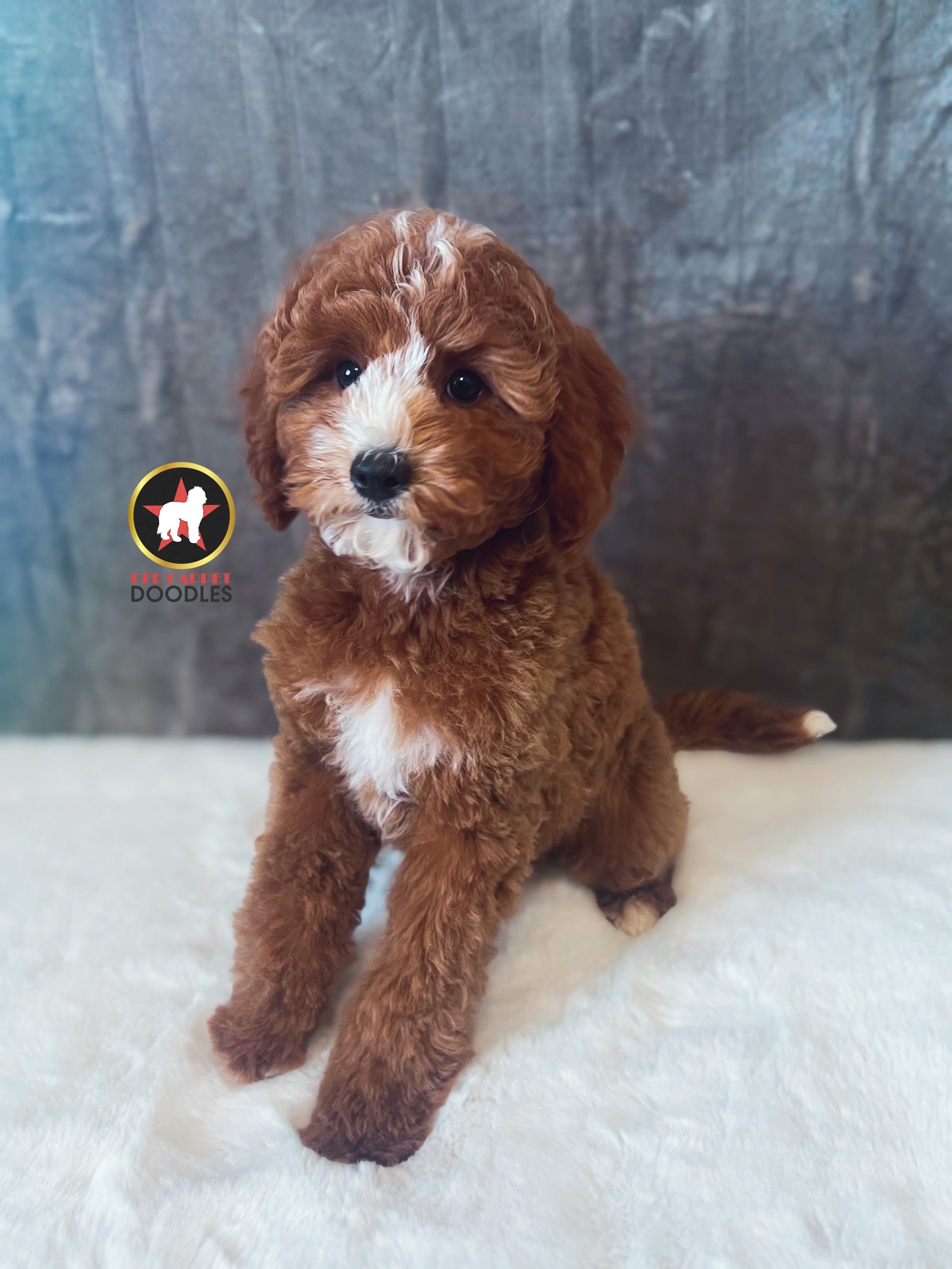 Flint - 12 wks-3.jpg