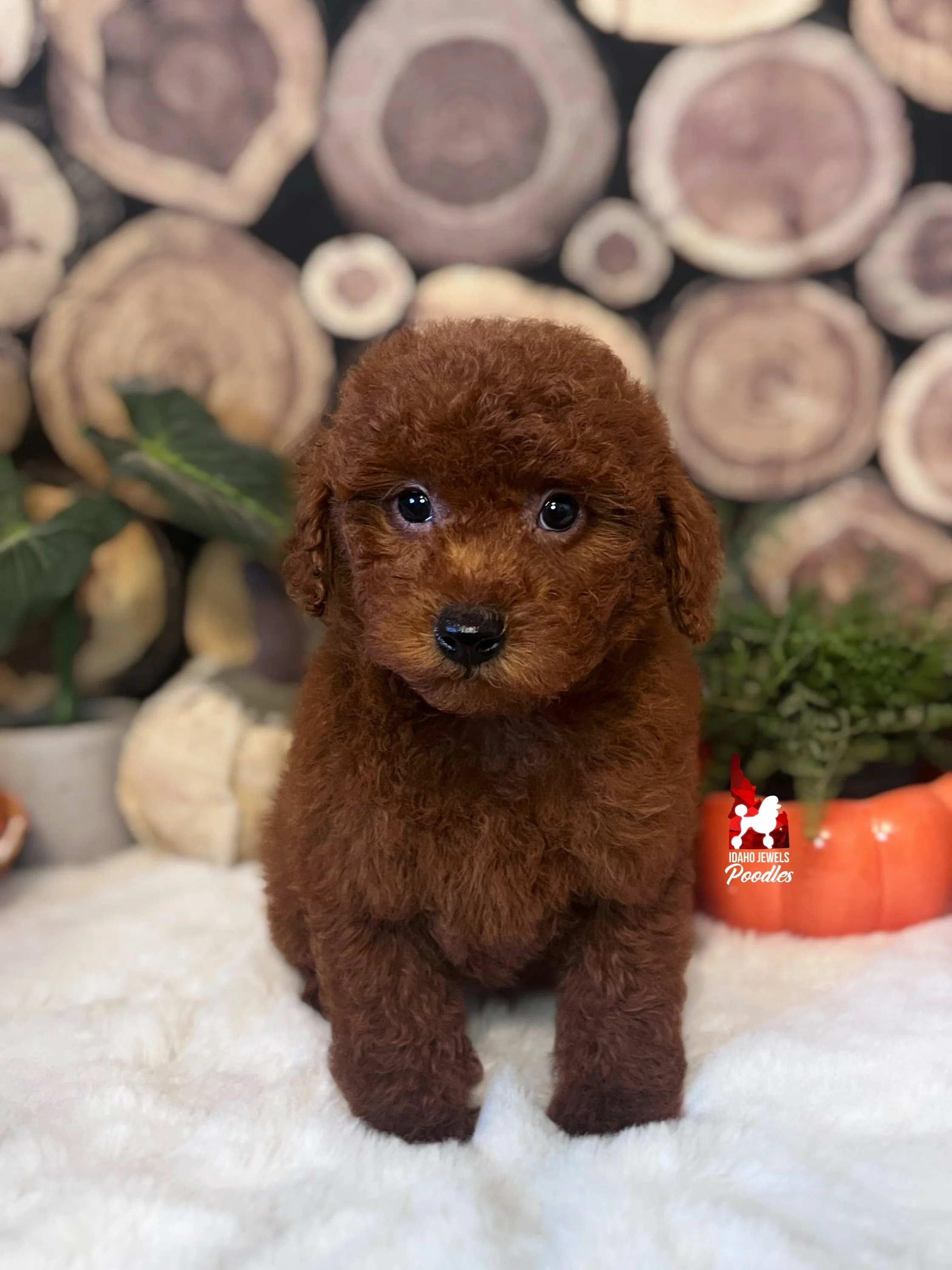 Simba, Red Toy Poodle Boy~ Breeder or Pet 💎 On Hold