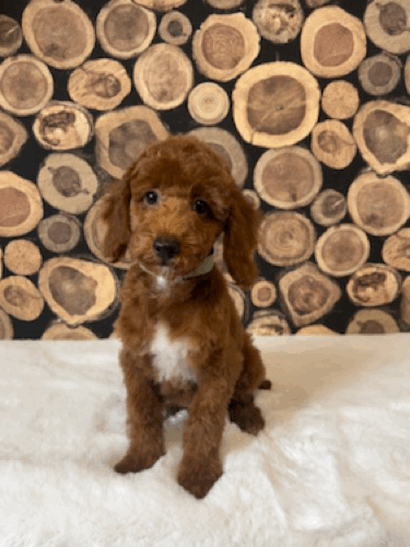 Oakley slight head tilt.gif